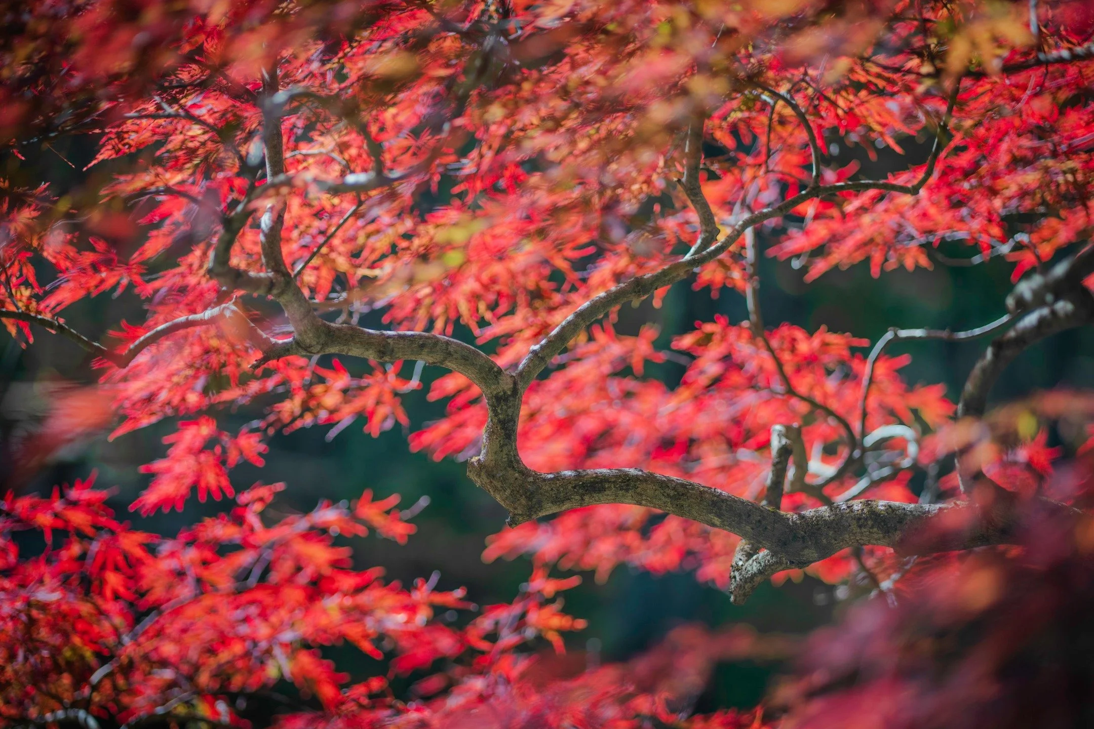 Autumn Leaves. Scenes from Gibbs Gardens this week. The Japanese Gardens are in full color and worth the drive.