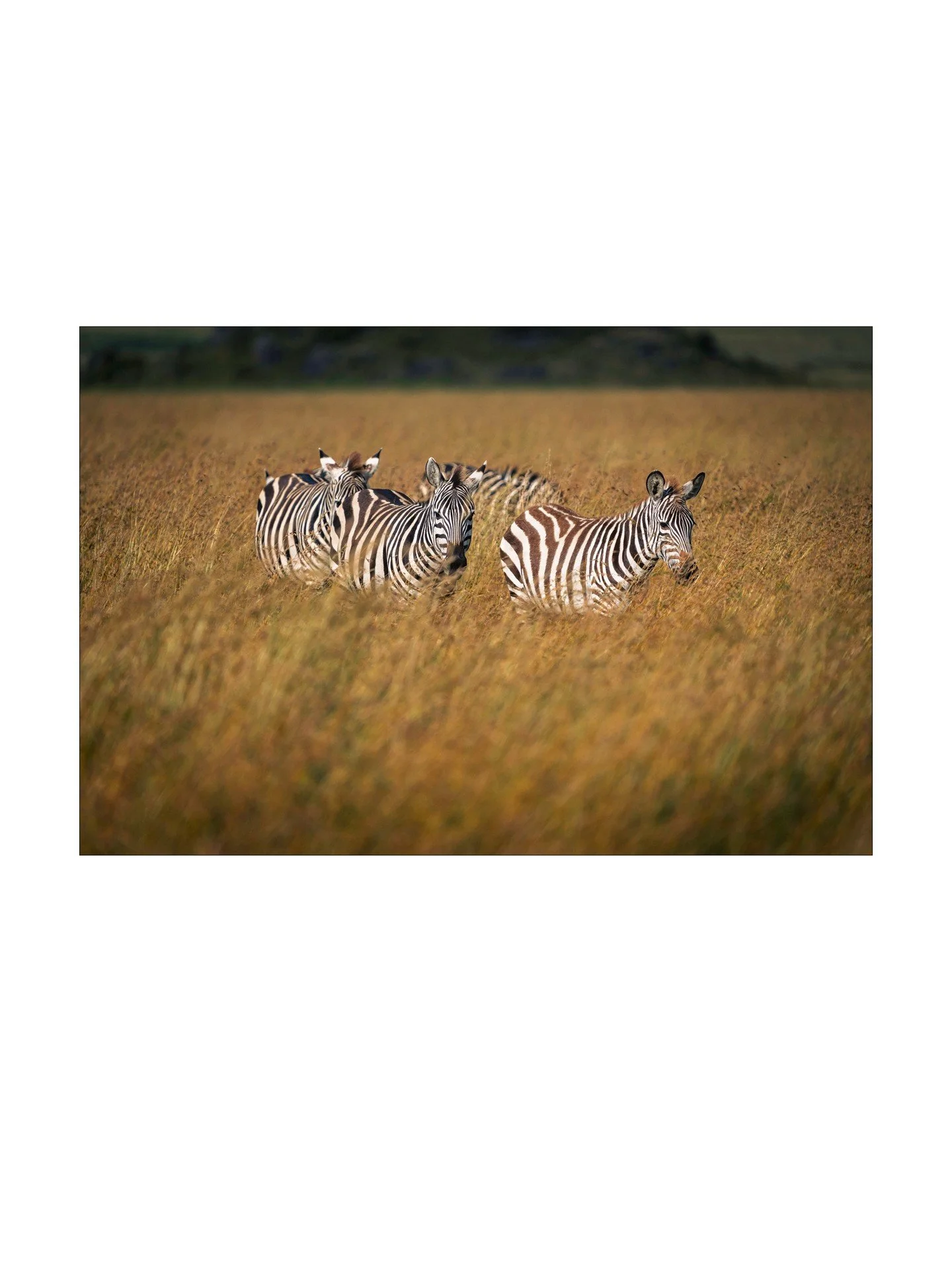 They moved through the Serengeti grass like a fleet through fog. Surprisingly smooth, fast, and quiet. A group of zebras is called a "dazzle," and it's not just poetic: WWII ships were painted in bold stripes called "dazzle camouflage&