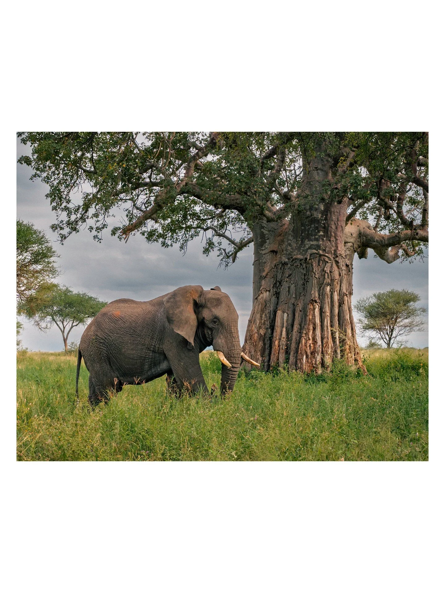 Tarangire National Park in Tanzania is a land of giants. Here, massive elephants are dwarfed by ancient baobabs and sausage trees. Baobabs can live up to 2,000 years and store 30,000 gallons of water, which elephants tap into during dry season by gou