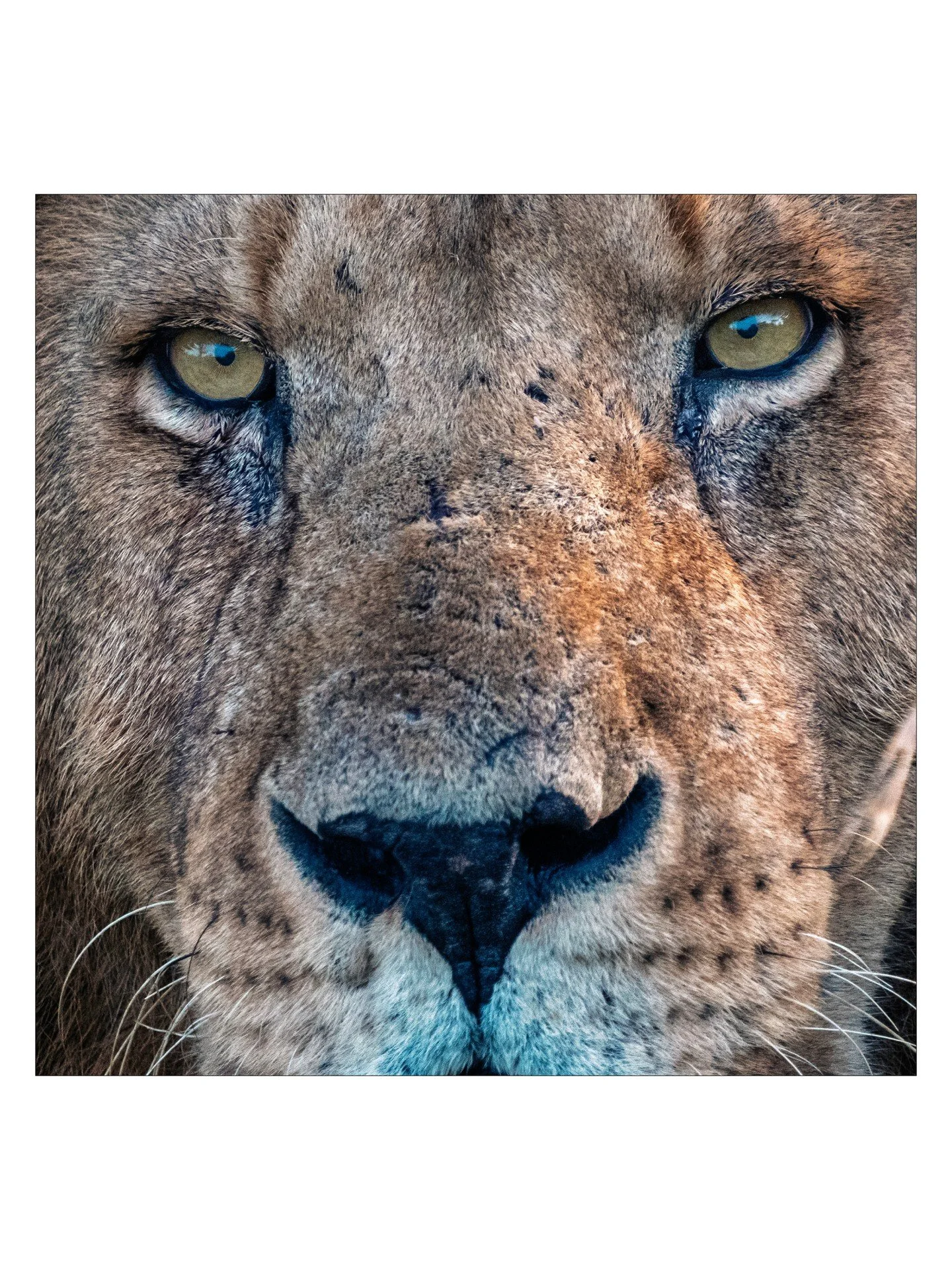 The lion looked at us once. For just a moment. This is the one frame I got. We saw this guy at the perfect time: a dominant, mature king of the Serengeti in the best years of his life. He is likely 5 to 7 years old, which you can tell by his nose. Li