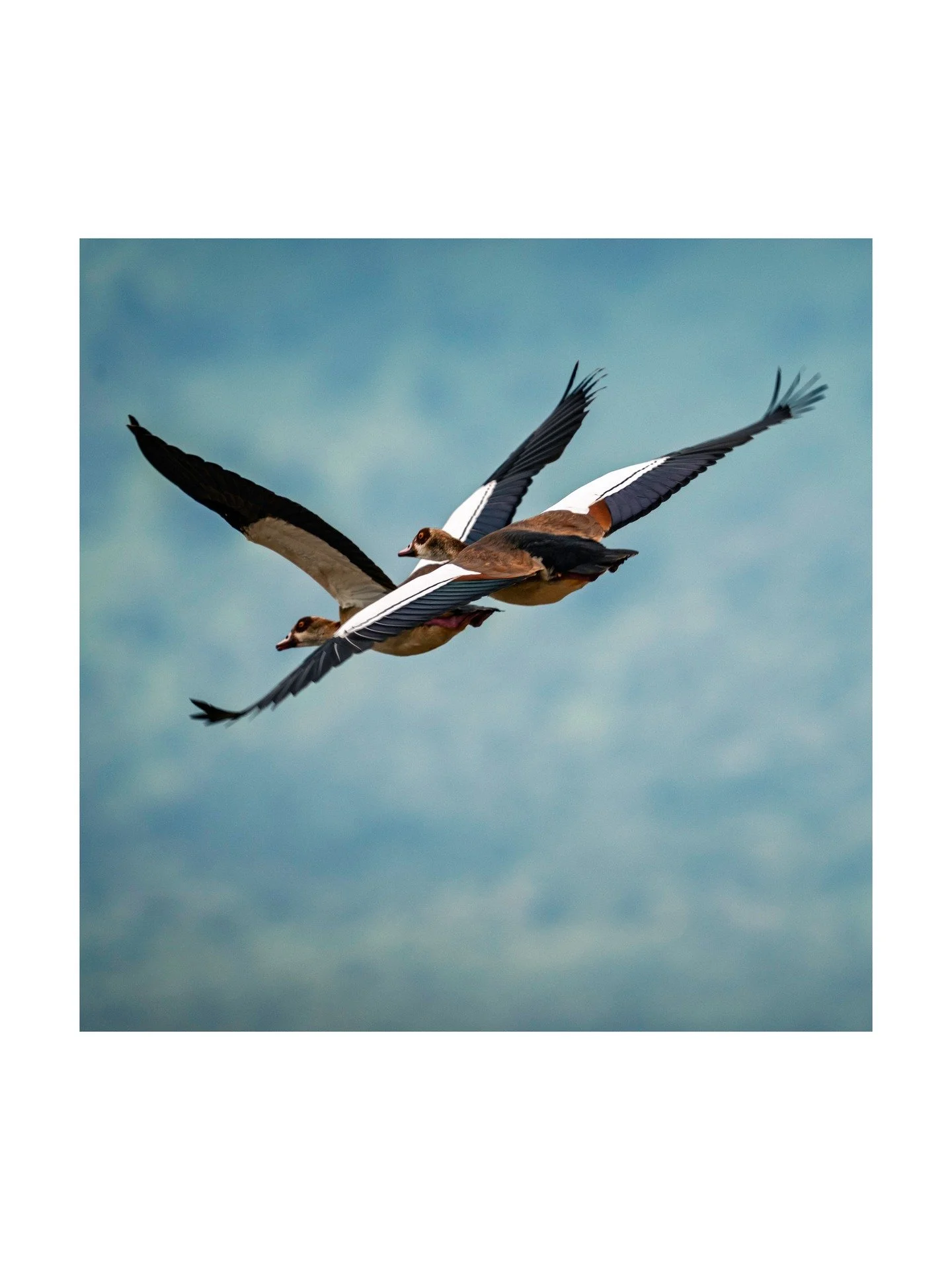You may know that bird photography is one of my favorite subjects. So, before we get to the lions, elephants, rhinos and other icons of African safaris, I wanted to share a few bird pictures as a transition. Here, a pair of Egyptian Geese pass over o