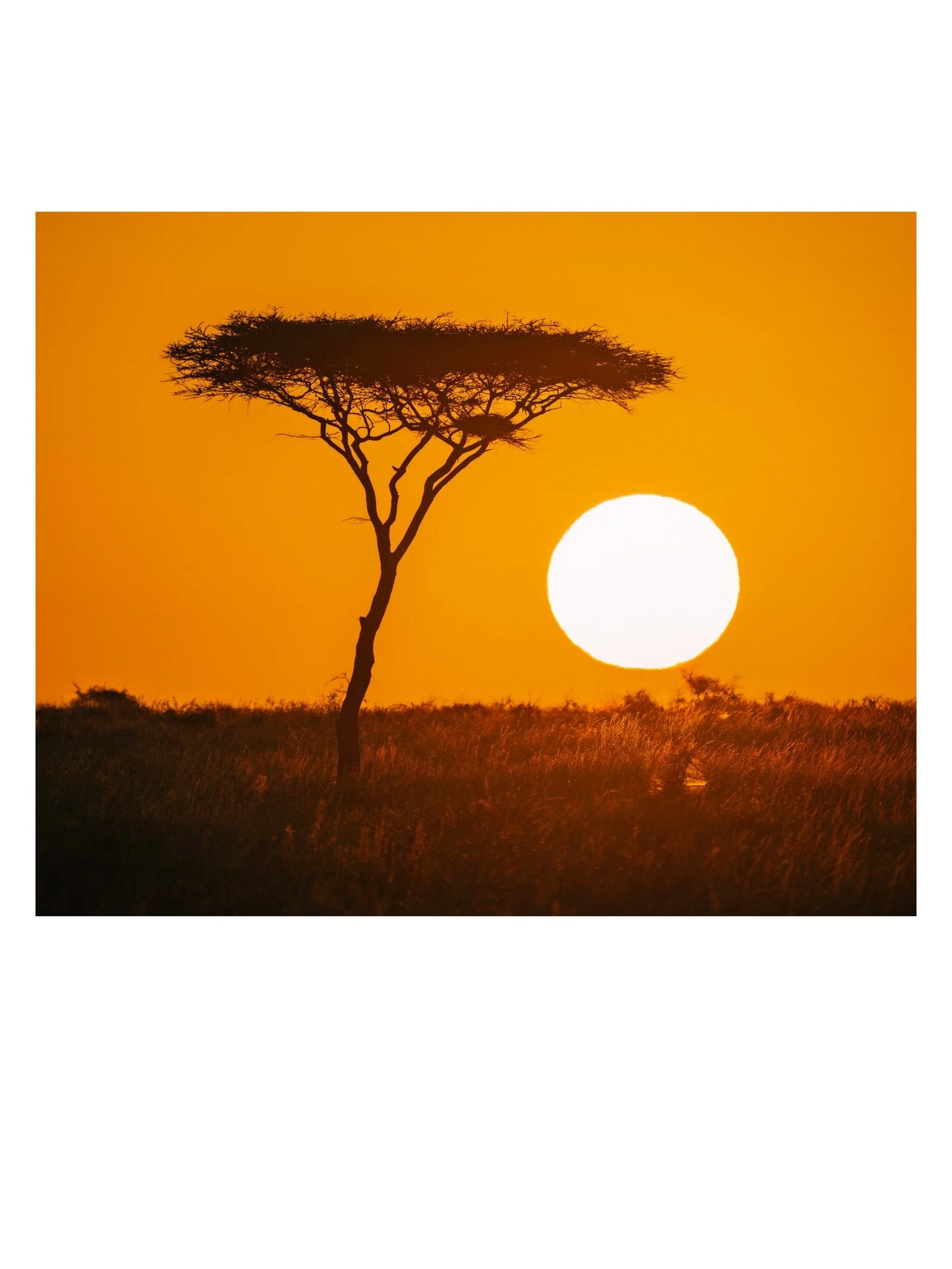 In scenes as old as time, this is how the Serengeti welcomed us. The first evening, after a long day of travel and wildlife watching, we stopped along the dirt road on the way to our lodge to watch our first Serengeti sunset over a distance mesa. Tha