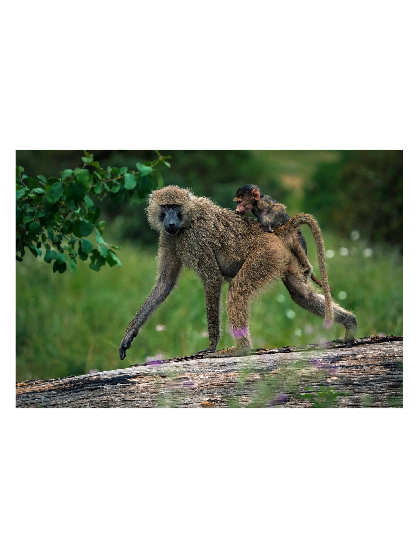 In Tarangire, baboon troops treated us like scenery; they were alert to us one moment, ignoring us the next. For the first month, infants cling to their mother's belly. After that, they graduate to "jockey style," riding upright on her back