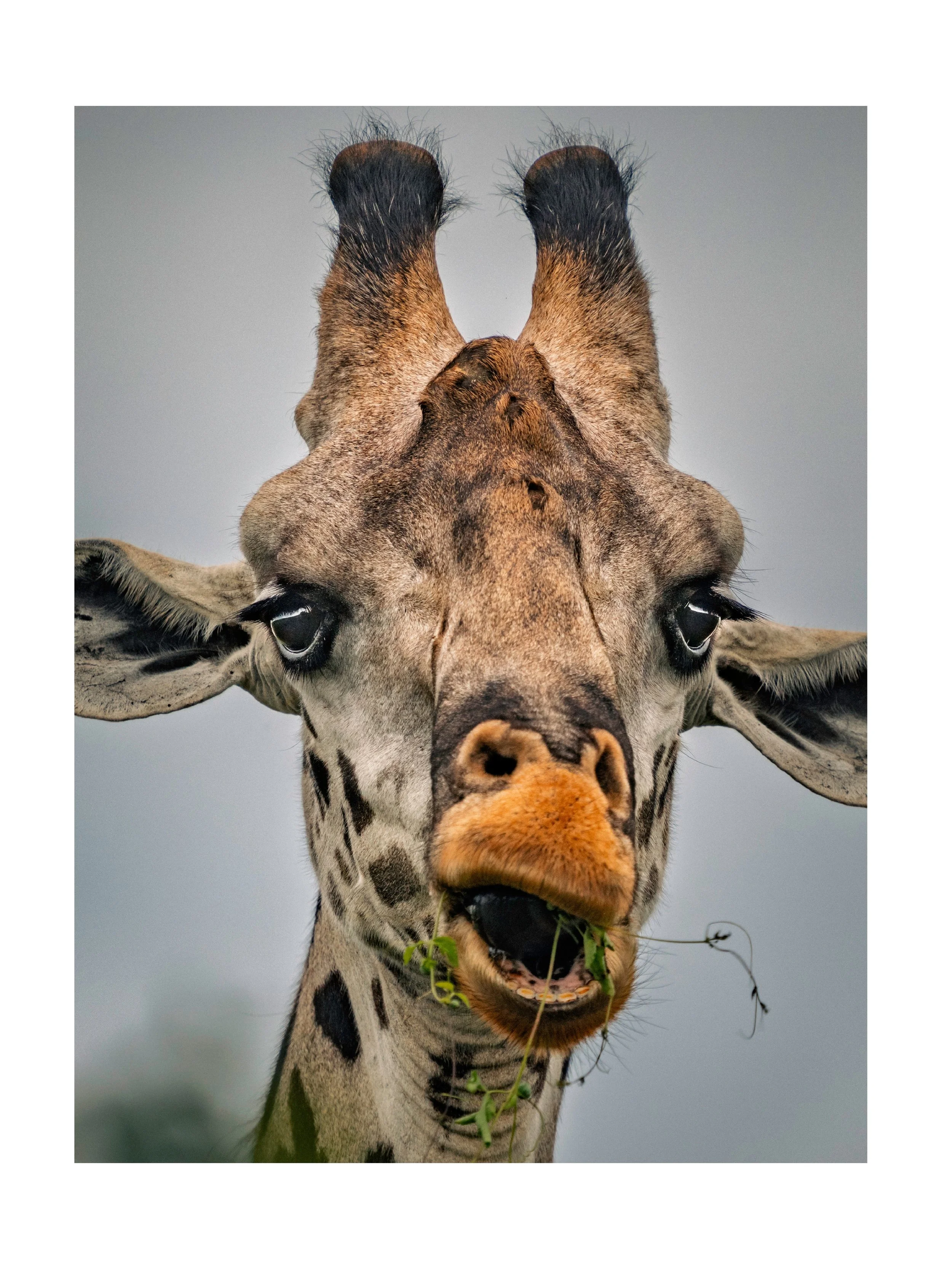 At a distance the Masai giraffe in the Serengeti look serene and peaceful. Up close, they have expressive faces, interesting features (fuzzy horns, floppy ears, long eyelashes, and hyperactive tongues). It was fun watching them. This set of images cr