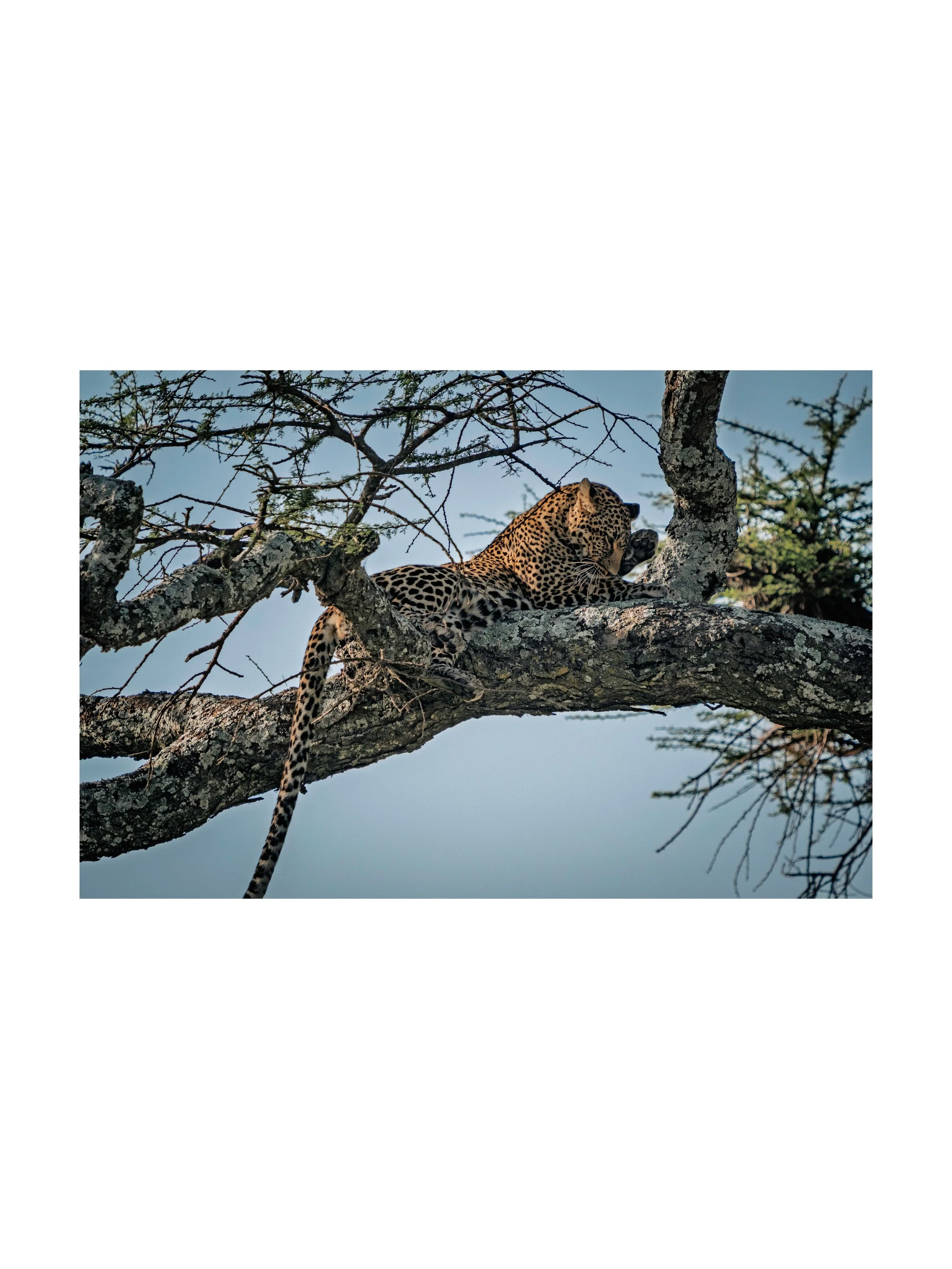 Serengeti leopard hanging out in an acacia tree. Coloration and camouflage make them hard to spot from a distance, but a vertical tail hanging straight down is often your first clue that you're about to see something special.