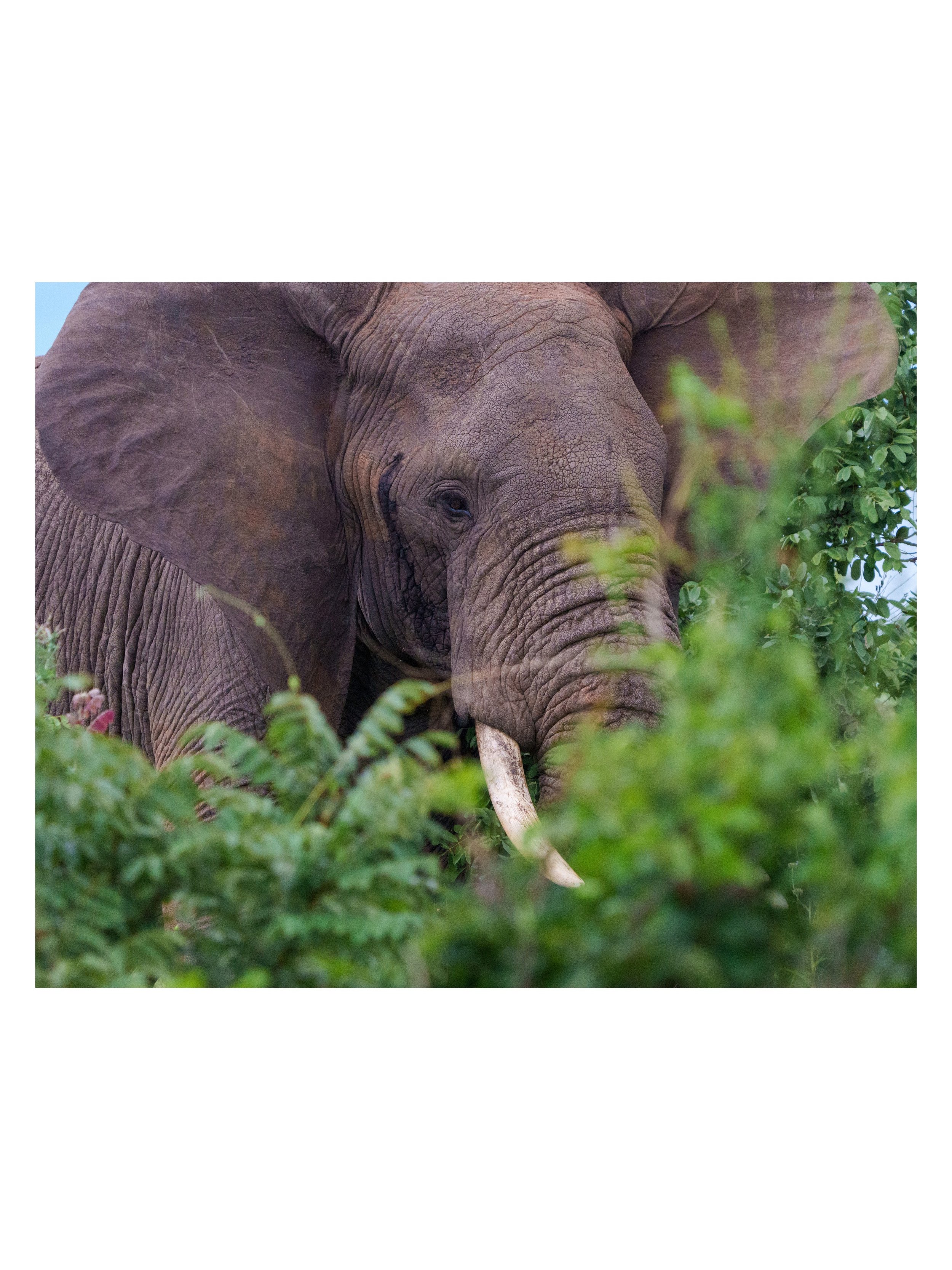 In northern Tanzania, a big bull elephant plows through the trees, munching on the good parts and pushing everthing else out of his way.