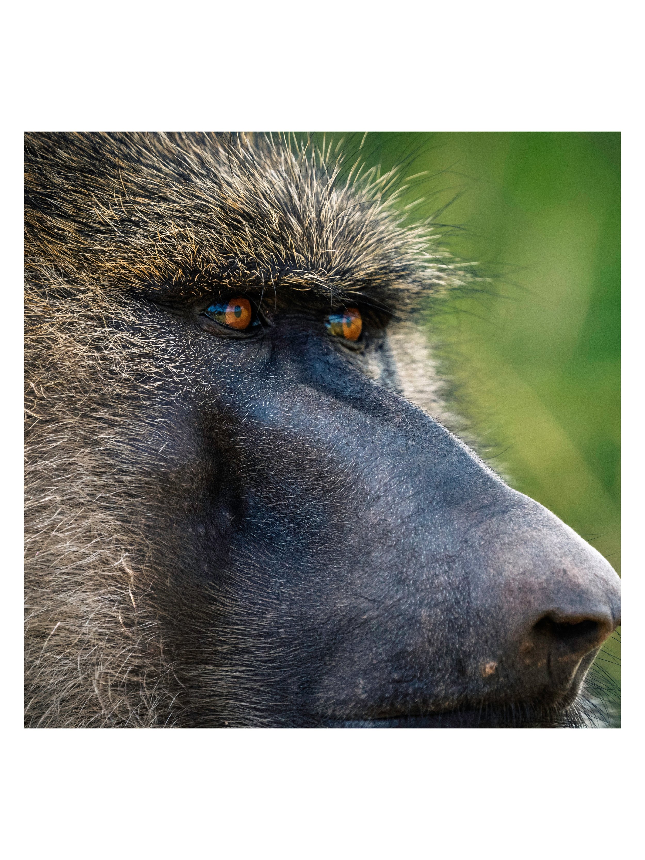 All the animals we saw on safari in Tanzania were awesome in their wildness. But it was baboons that were the most unsettling. Our guide said they weren't a threat, but if one did get into the truck (which they easily could have) we should just stay 