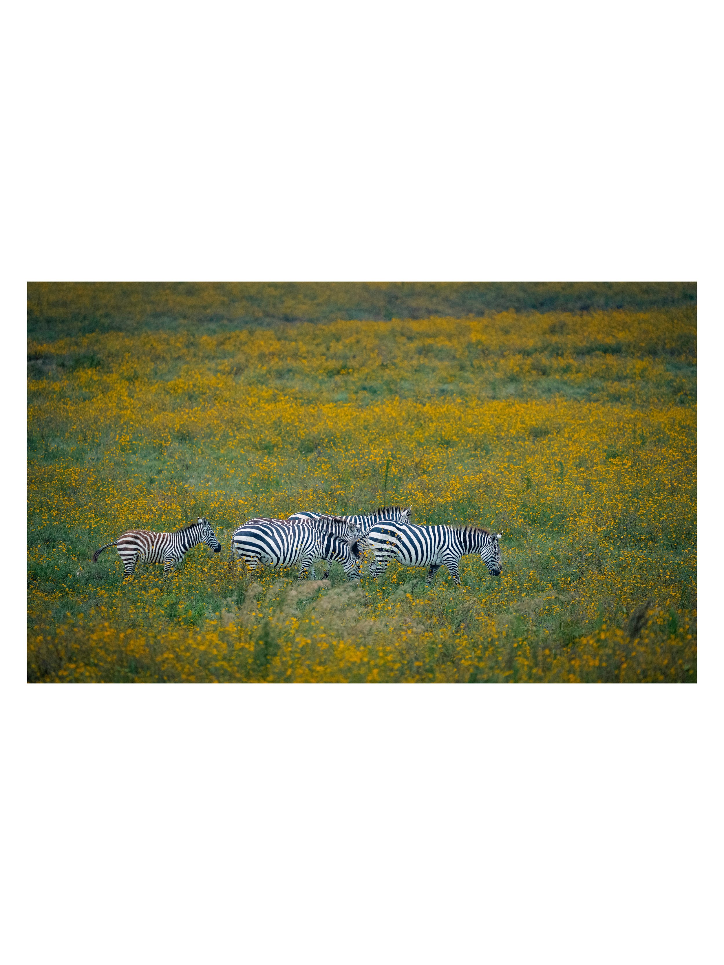 Zebras grazing in the spring wildflowers in Ngorongoro Crater.