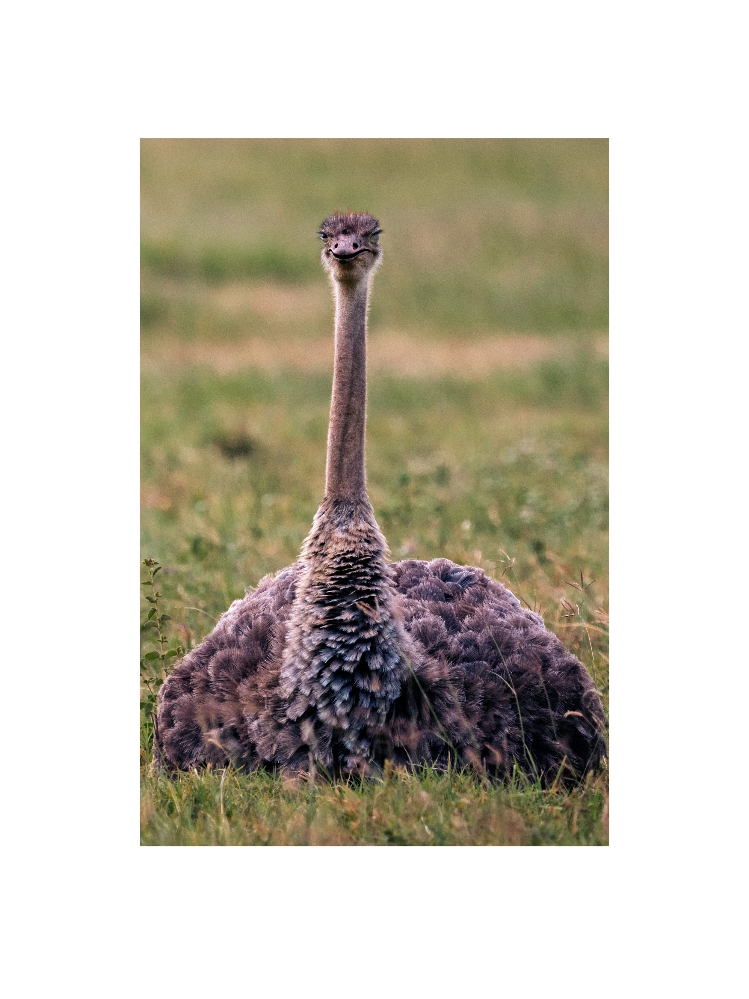 A female ostrich sits low over her nest on the floor of Tanzania's Ngorongoro Crater. Ostriches don't build elaborate nests. The make a shallow scrape in the ground, where a single communal nest can hold dozens of eggs laid by several females. The lo