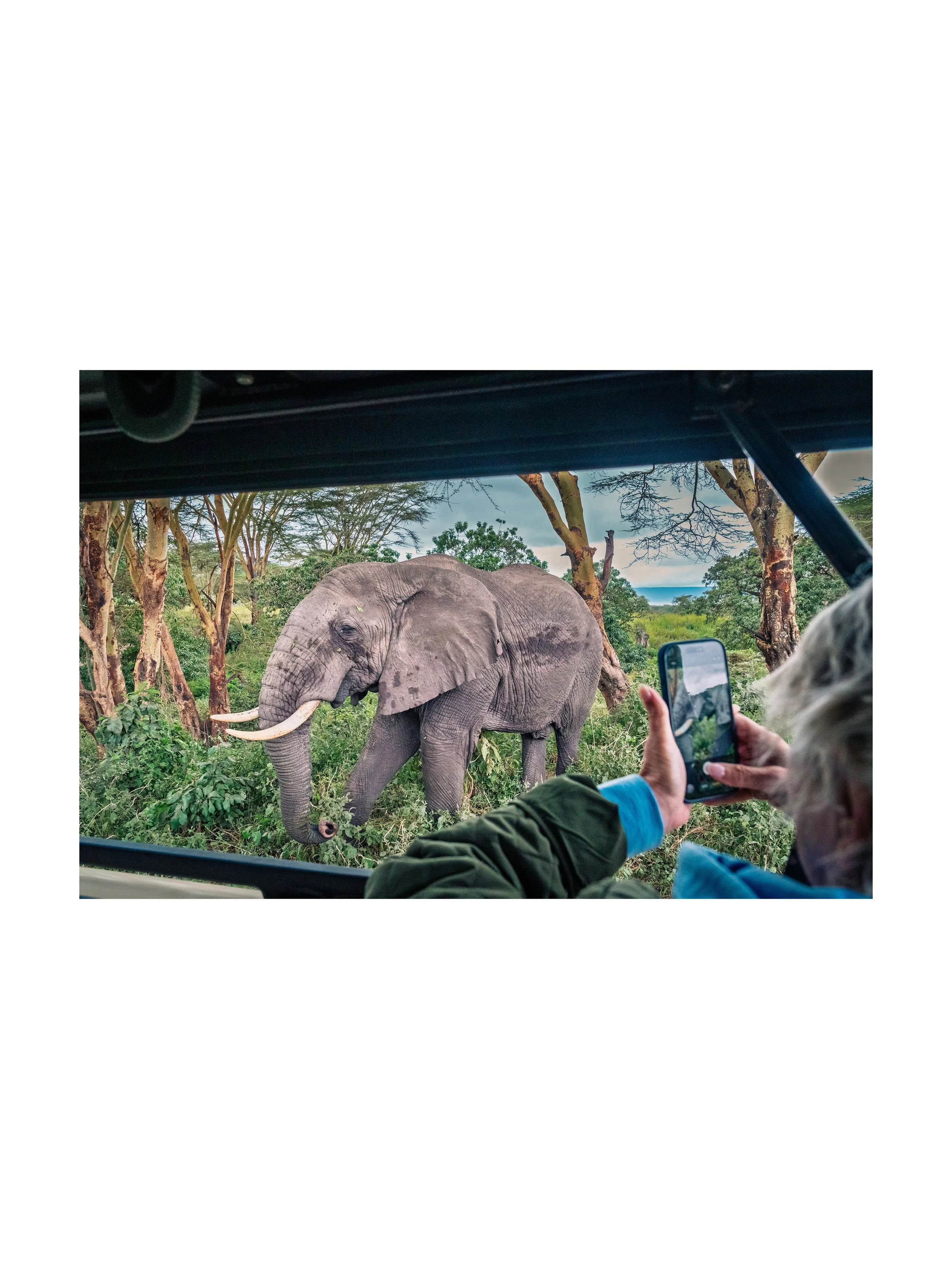 A big bull elephant passes by our truck and heads off into the lush forest area of the Ngorongoro Crater.