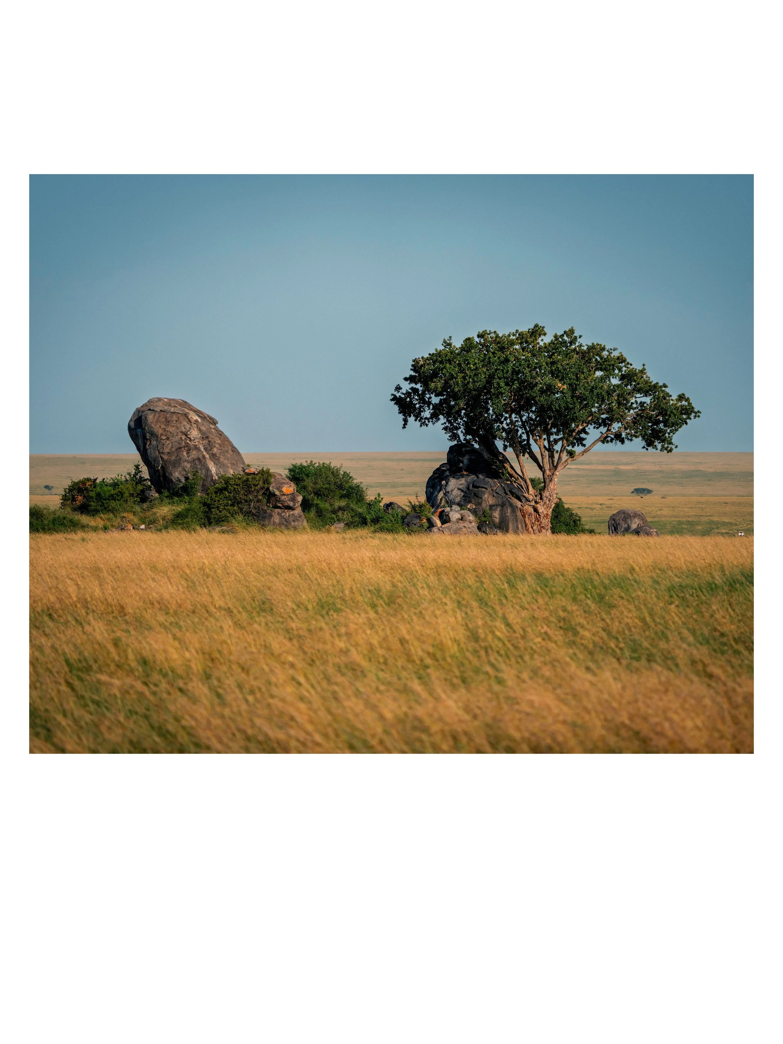 The Serengeti's signature look, distilled: flat-topped acacia trees and ancient granite kopjes, scattered across endless grass. The kopjes are some of the oldest exposed rock on Earth, remnants of bedrock that outlasted millions of years of erosion w