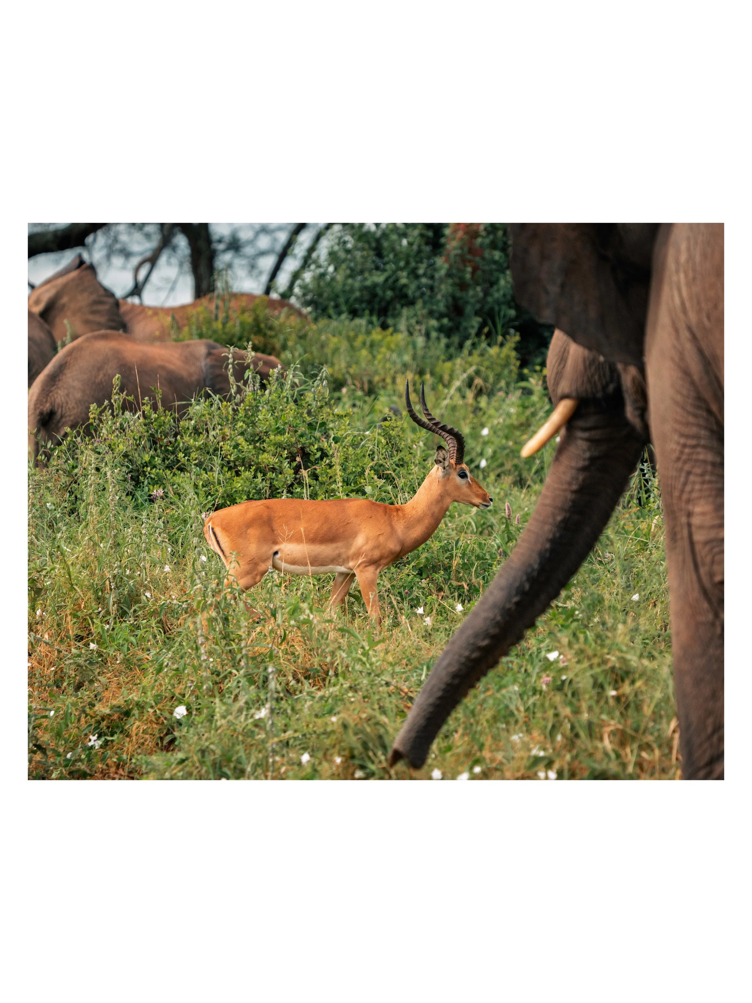 Wildlife crossing in Tarangire National Park in Tanzania.
