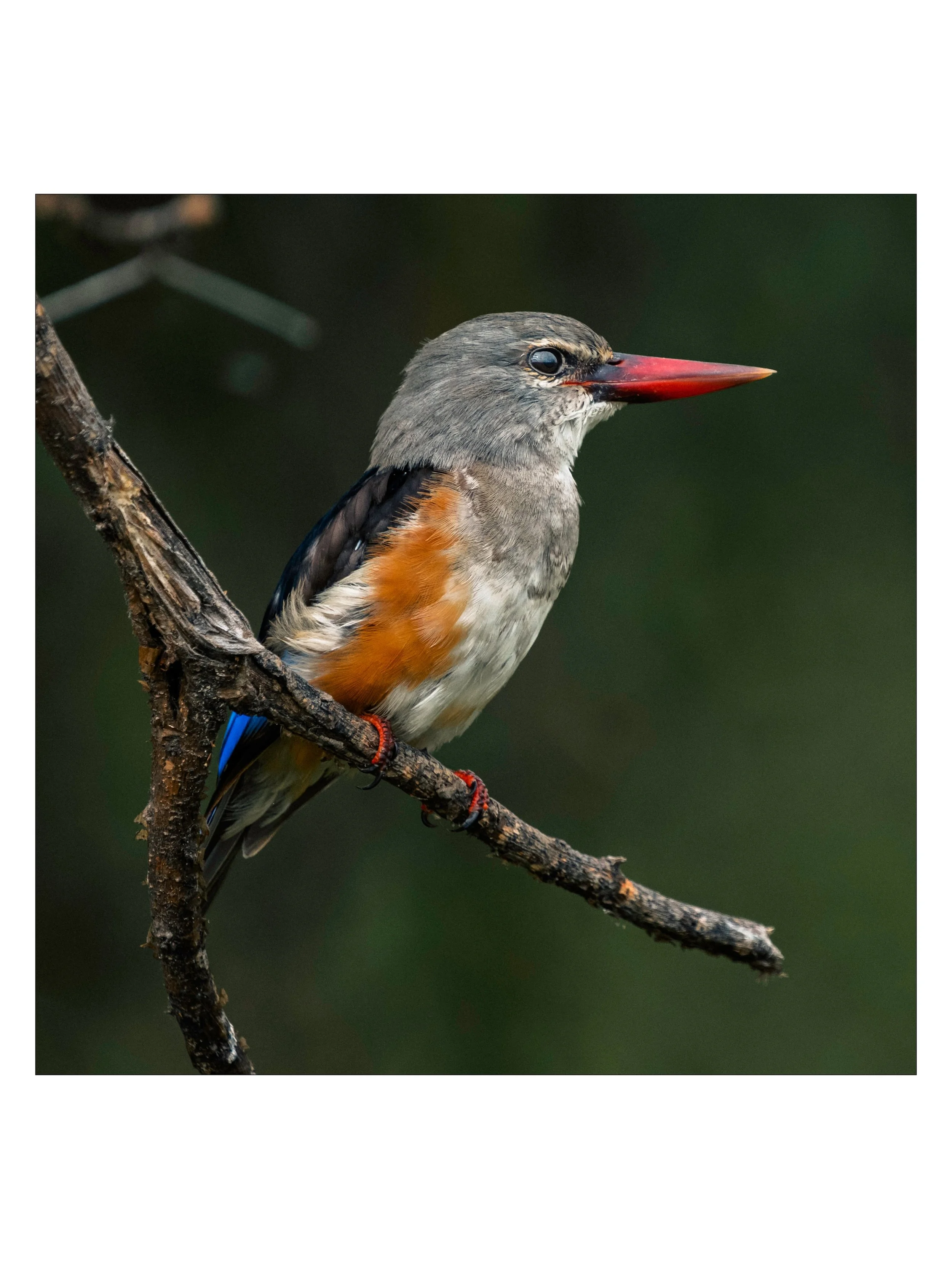 Beautiful portrait of a grey-headed kingfisher in Tanzania. Unlike many varieties of kingfishers, the grey-headed variety eats very little fish. Instead, it sits quietly on a branch in woodland and scrub habitat and swoops down on on grasshoppers, be