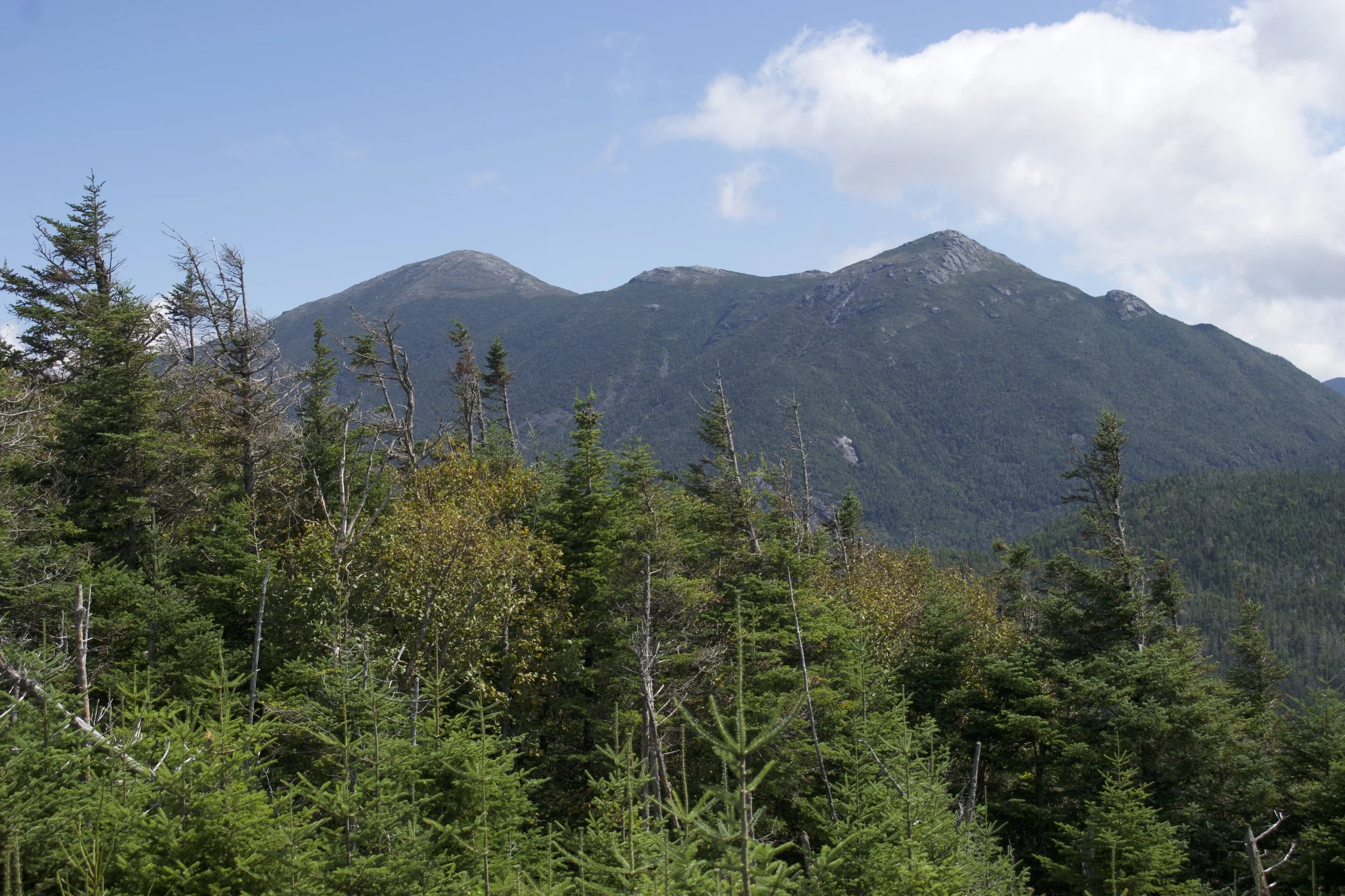 LocalADK Article: 5 Steps for a Successful Bushwhack