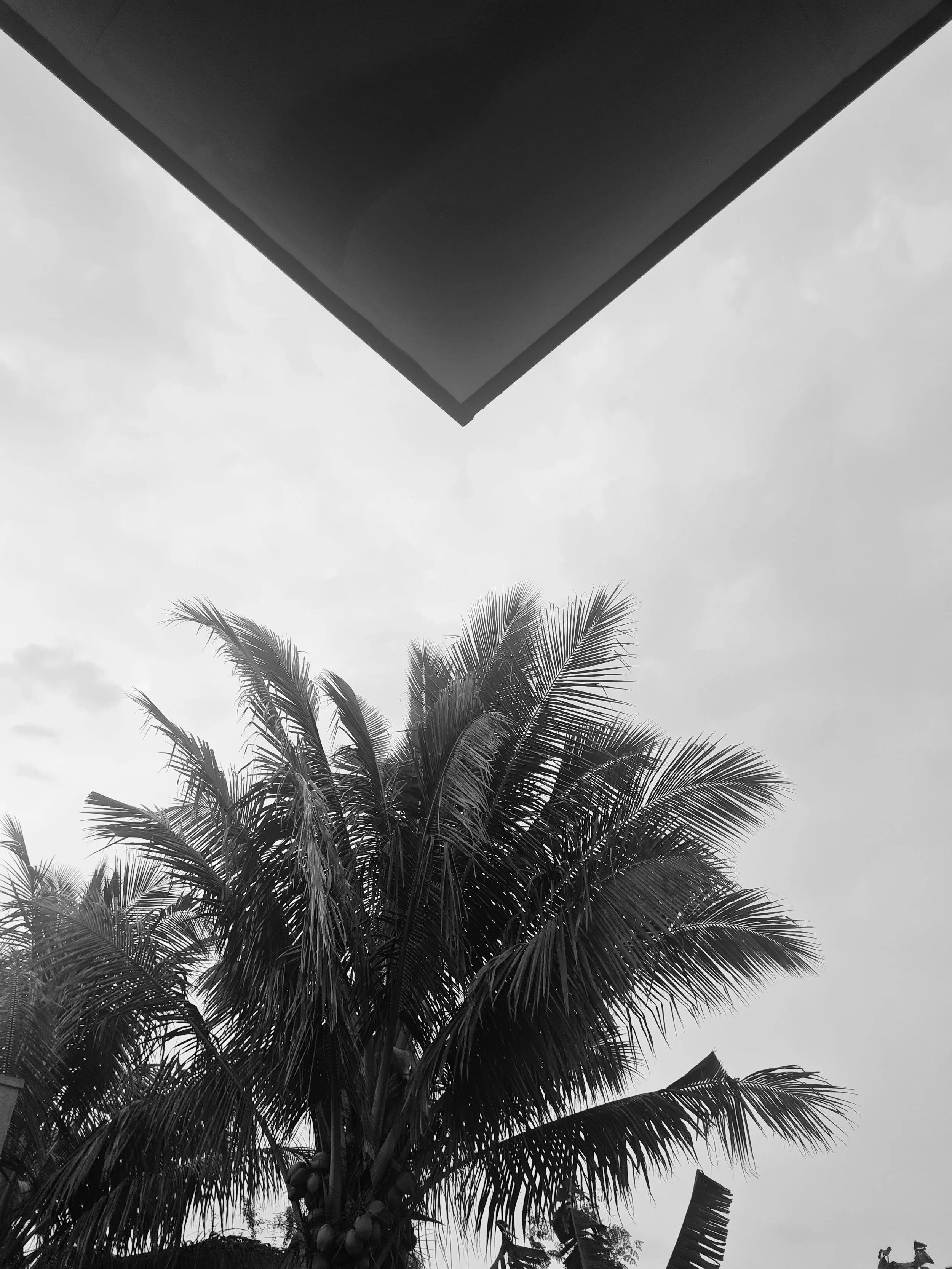 Black and white photo of a palm tree with a cloudy sky background, taken from ground level looking upward, with part of a building roof visible at the top.