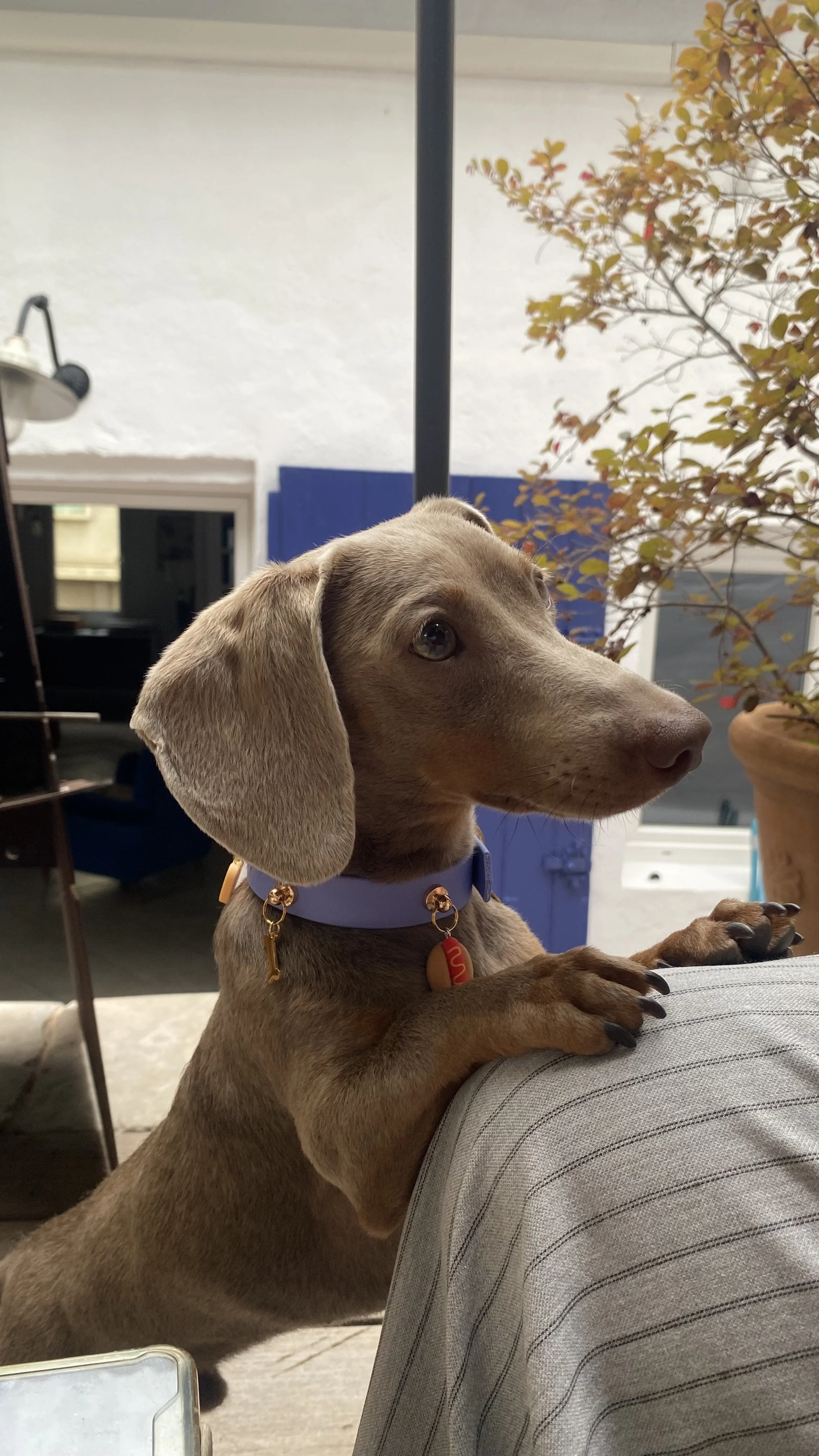 Milo