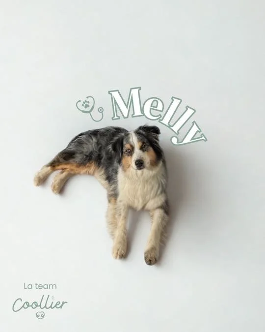 Un chien berger australien