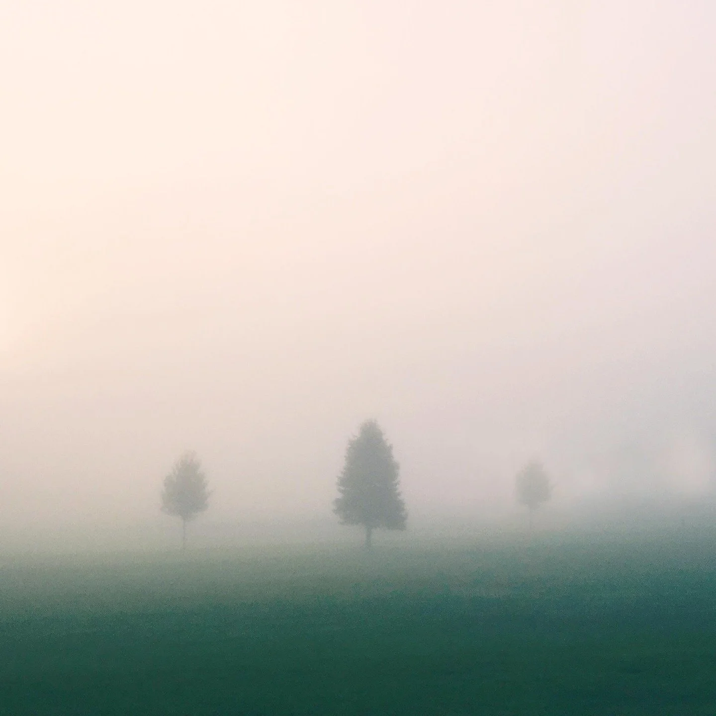 Got trees? #minimalism #simplicity #foggymornings