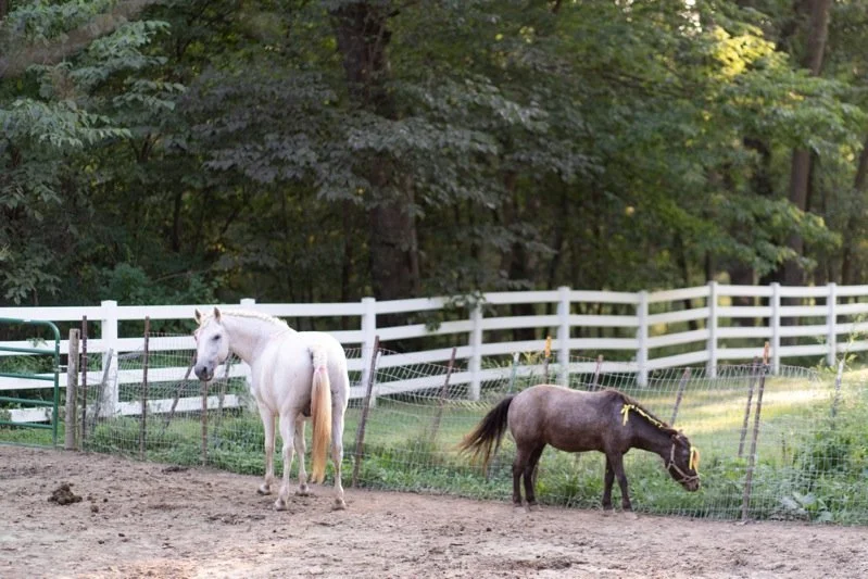 A white horse and a black pony standing in a fenced outdoor area with trees in the background.
