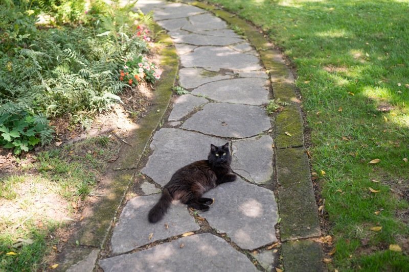 A black cat lying on a stone pathway in a garden with green grass and plants on the side.