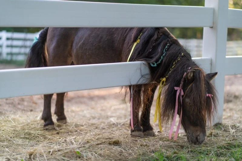 Small pony with butterfly clips and ribbons in its mane grazing on grass in a fenced outdoor area