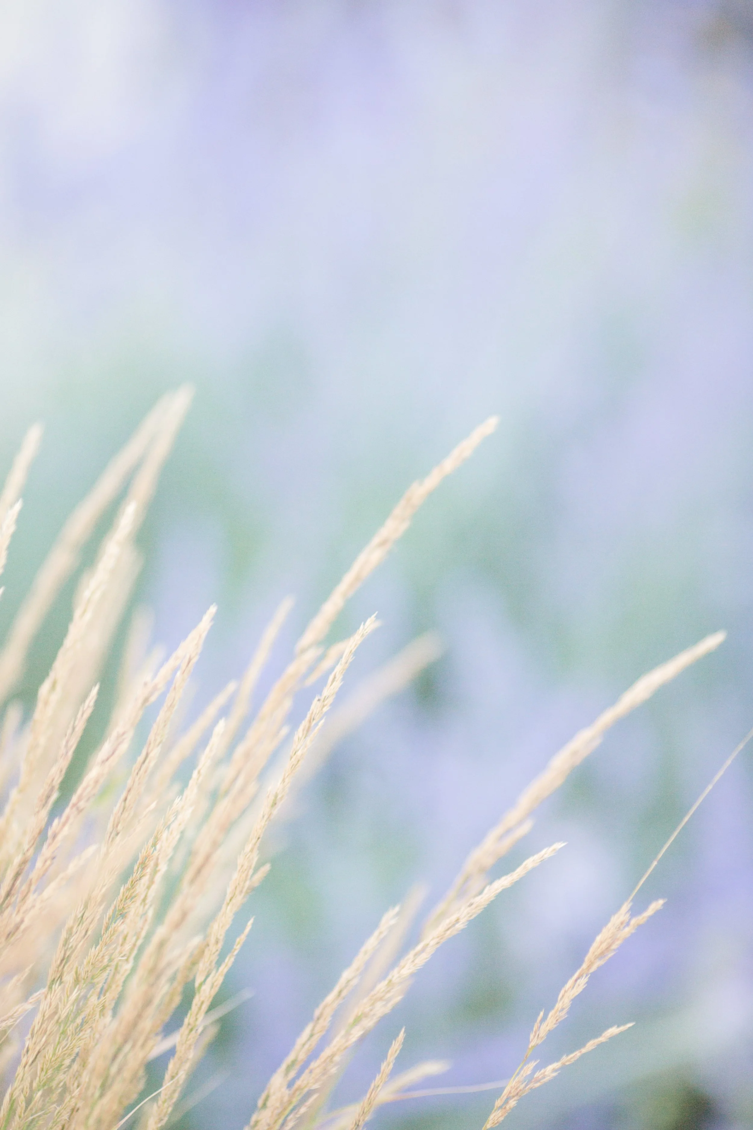 Close-up of beige grass stalks against a soft, blurred pastel background.