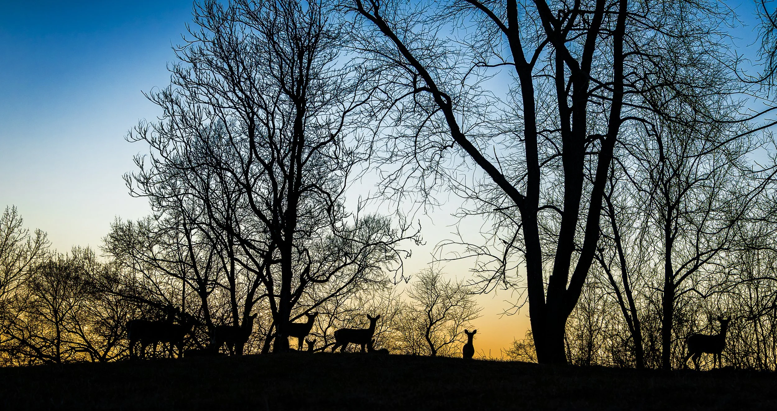 Whispers in the Woods