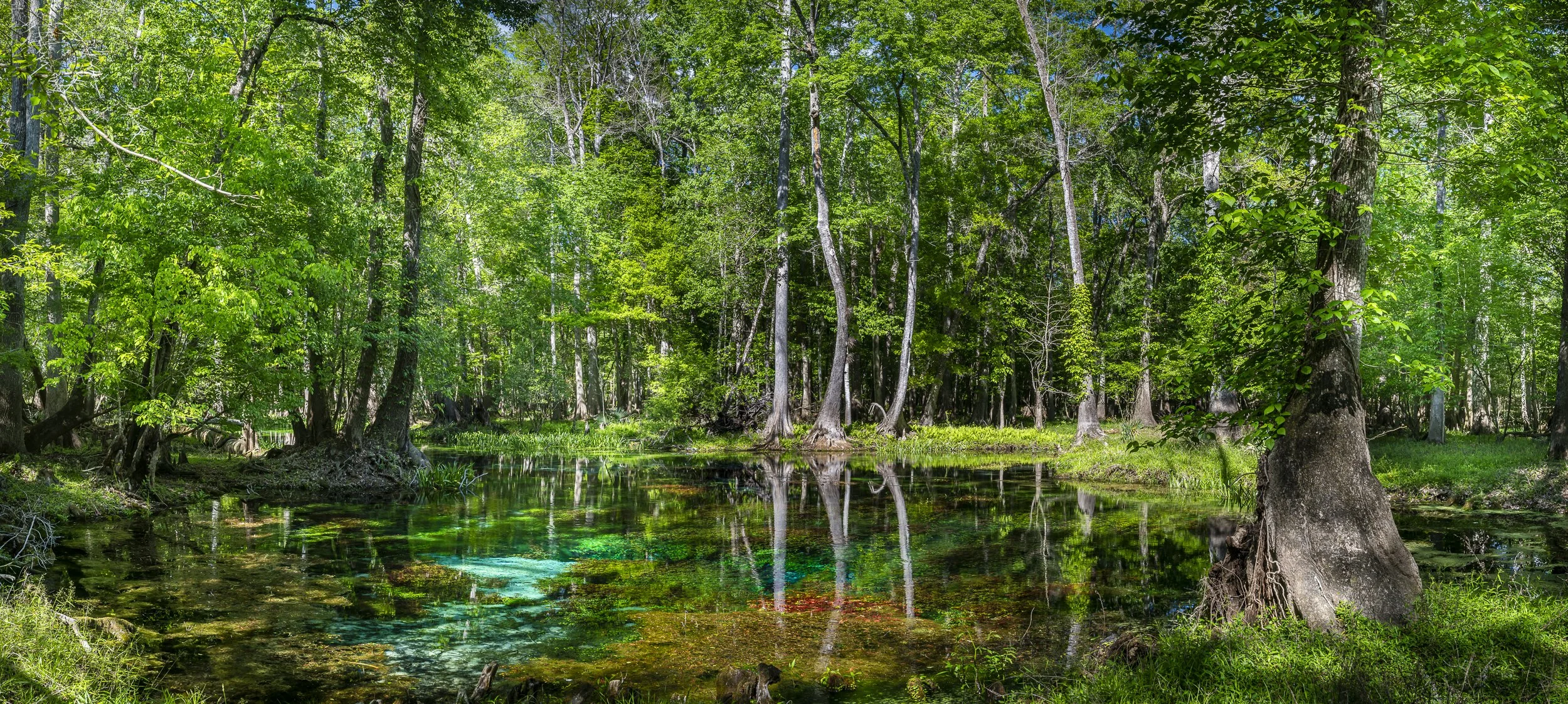 Naked Spring Among the Trees
