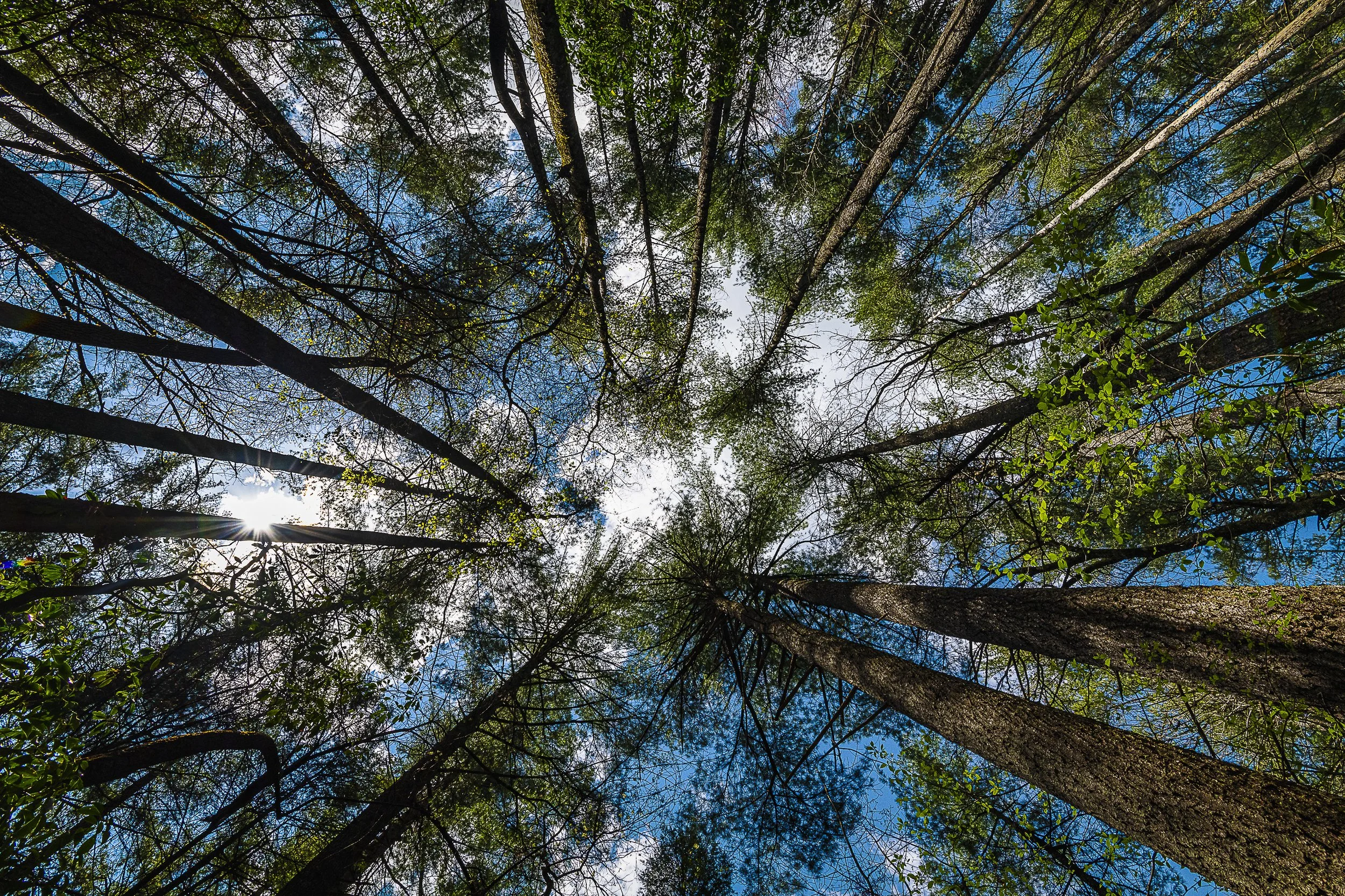 Skyward