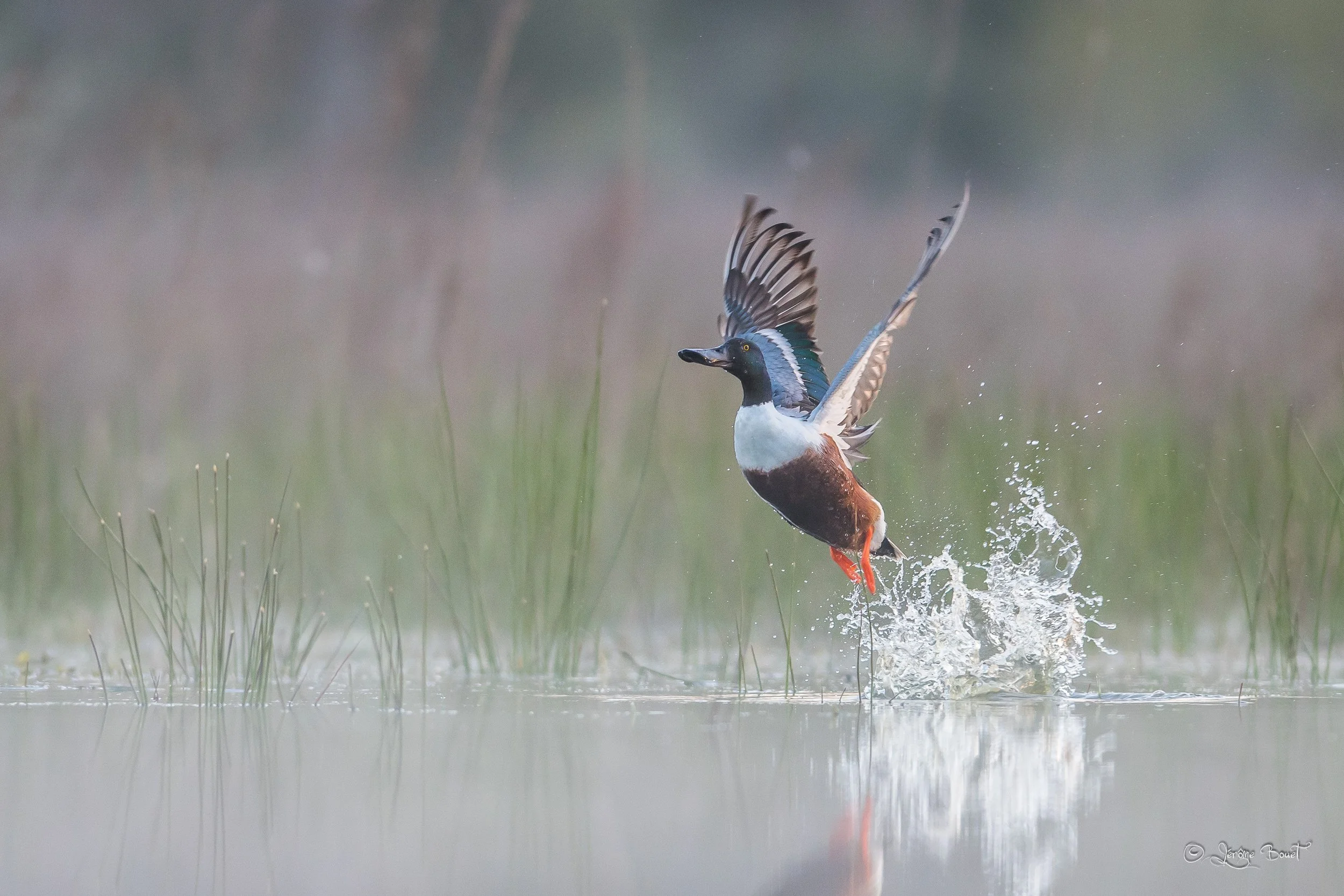 L'envol du Canard Souchet mâle