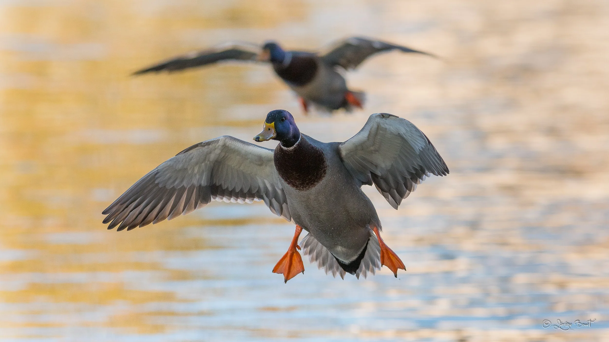 Amerrissage de Canards Colvert