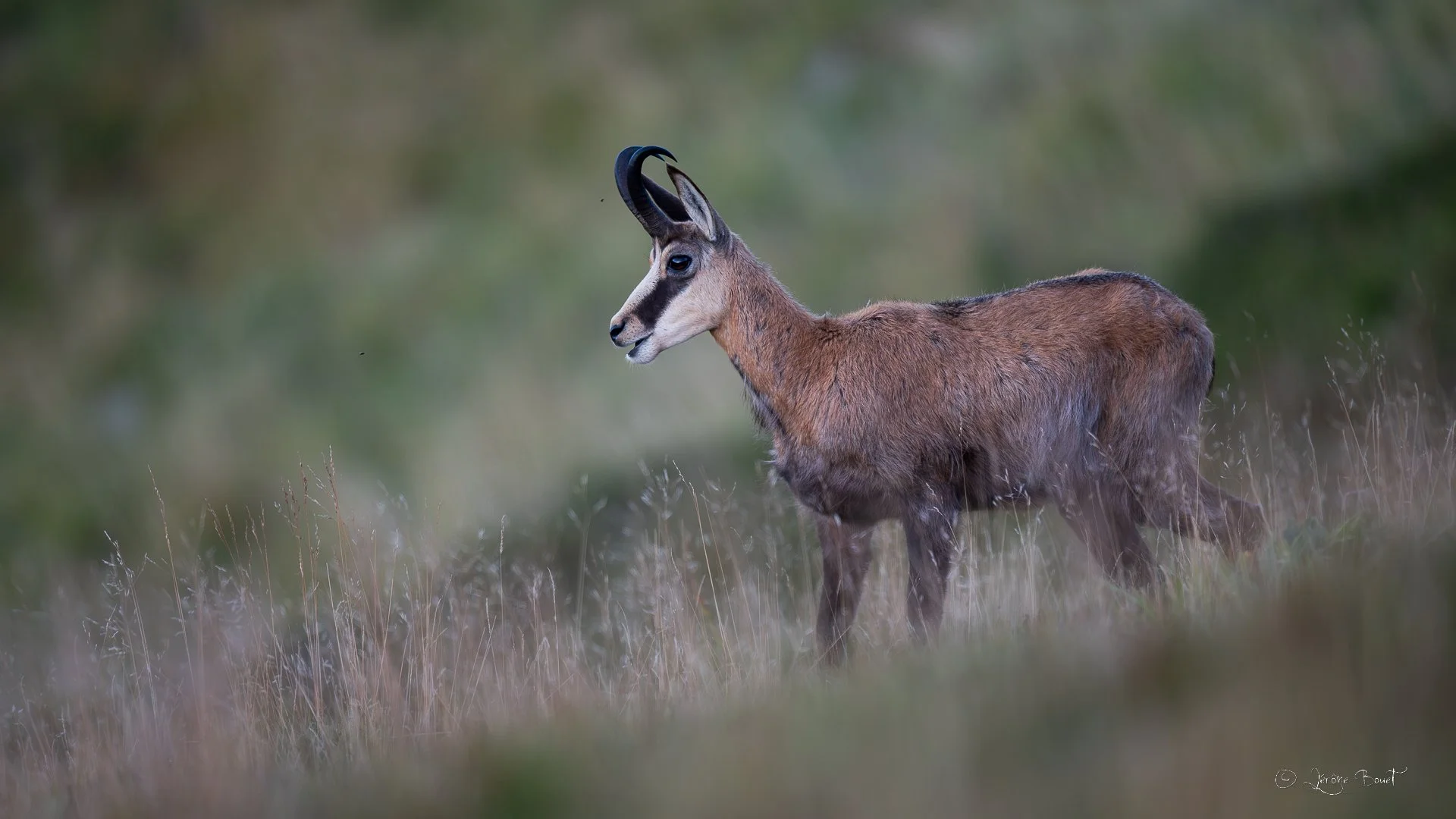 Chamois Vosgien