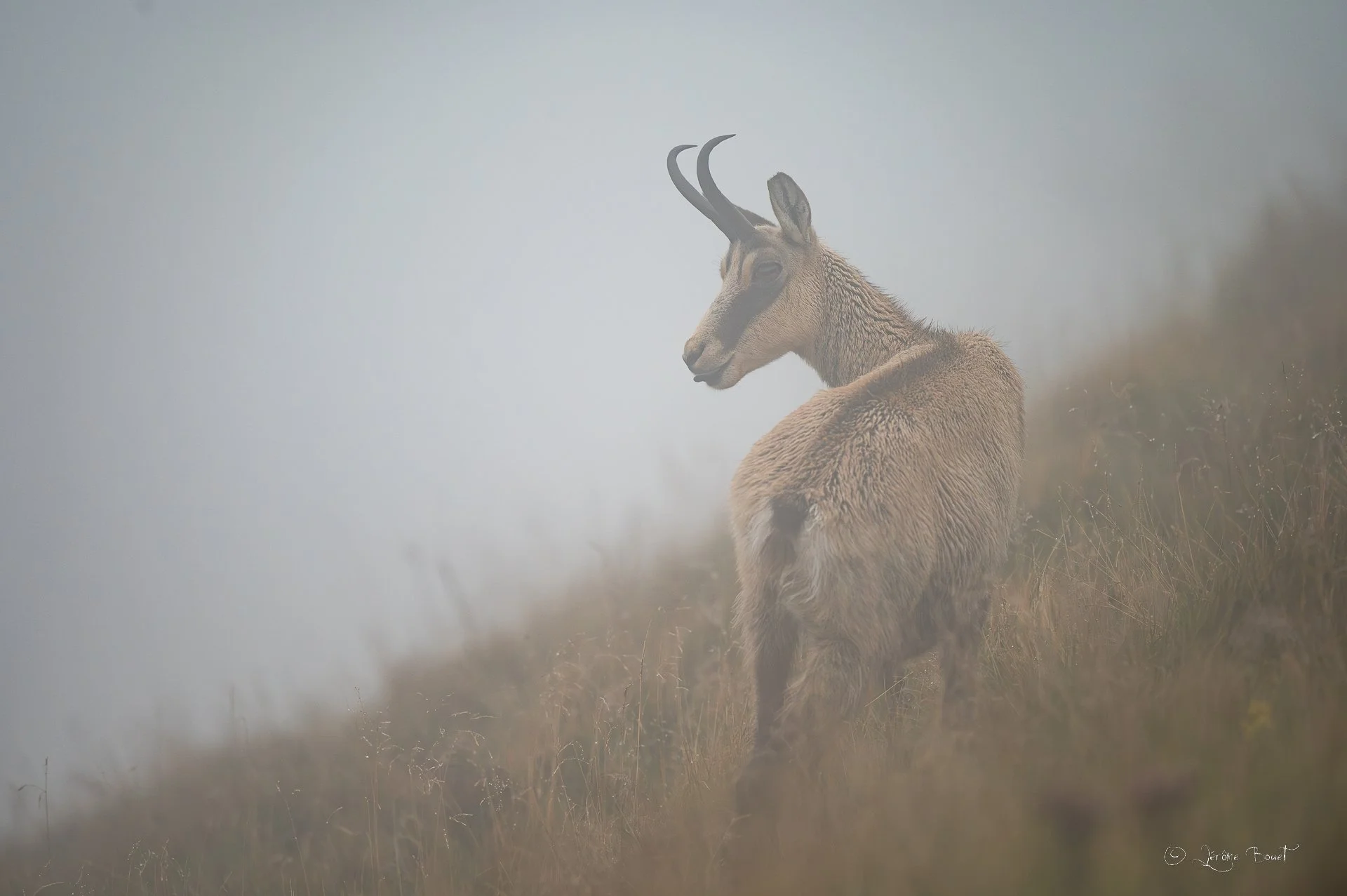 Dans la brume Vosgienne