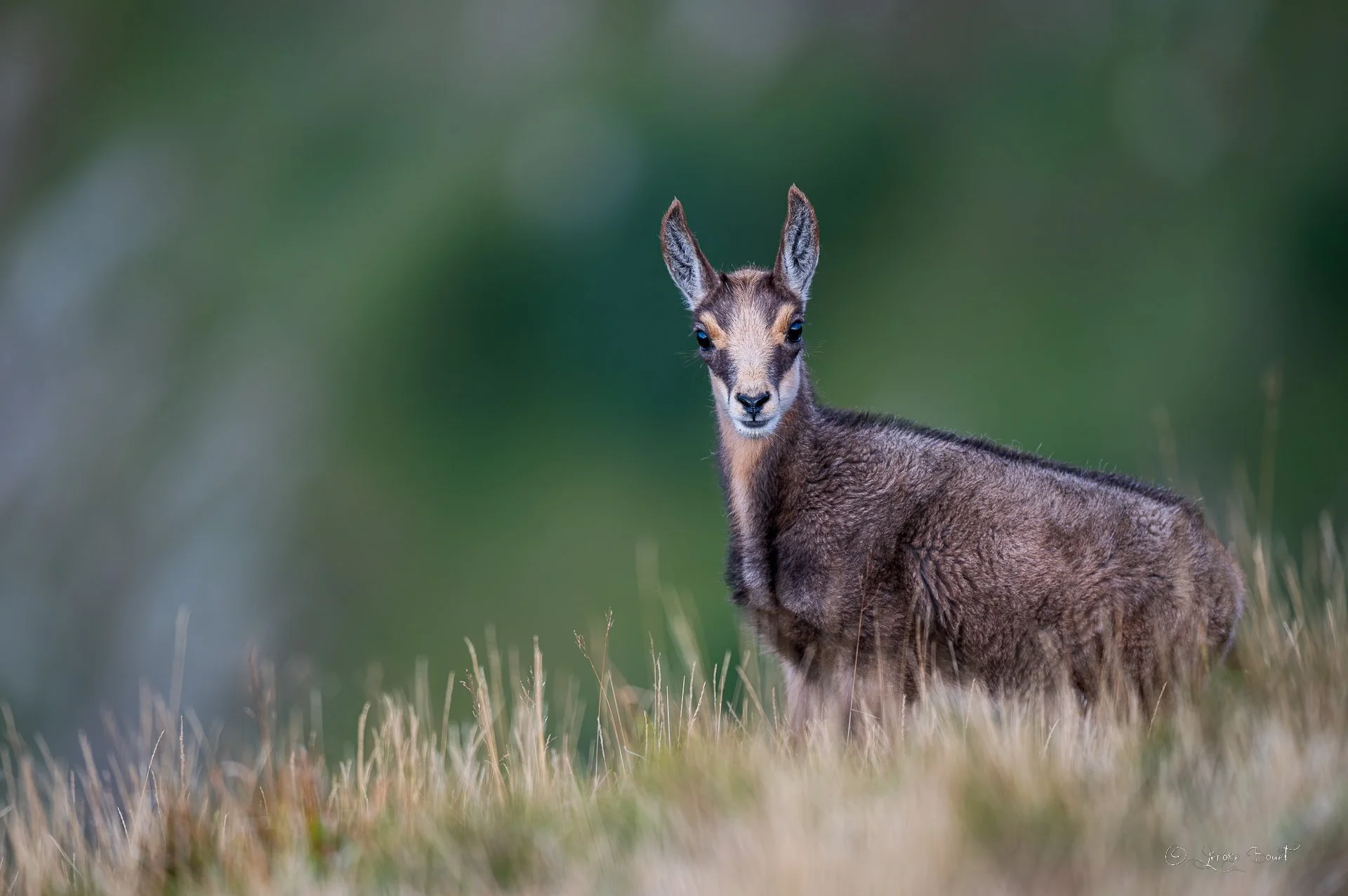 Dans les yeux du cabri