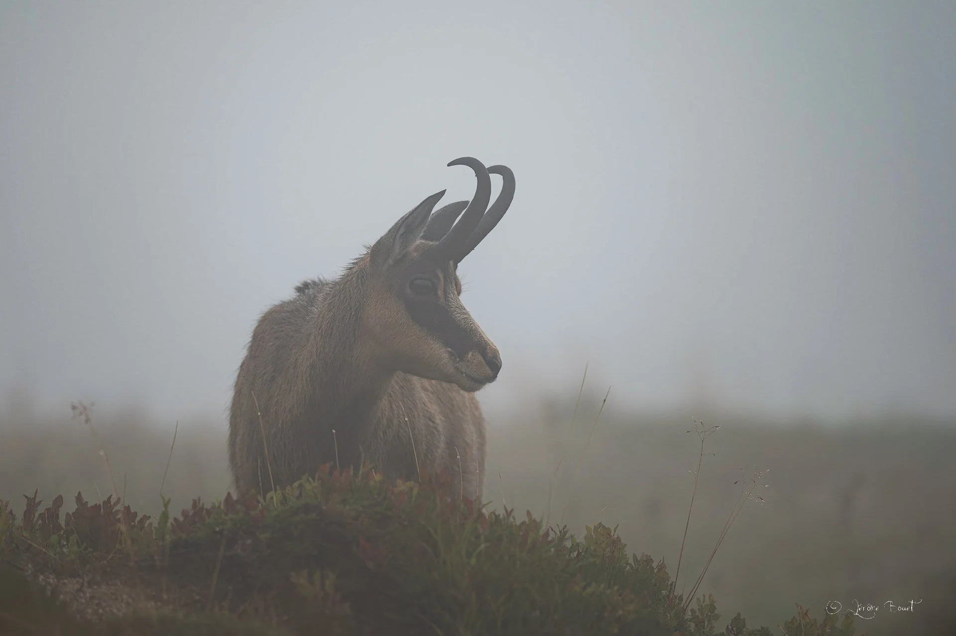 Portrait dans la brume