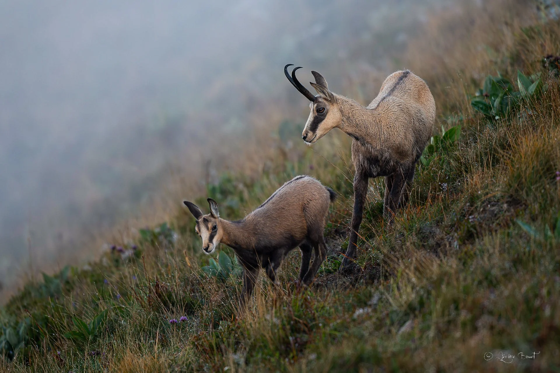 Sur une pente du mont Hohneck