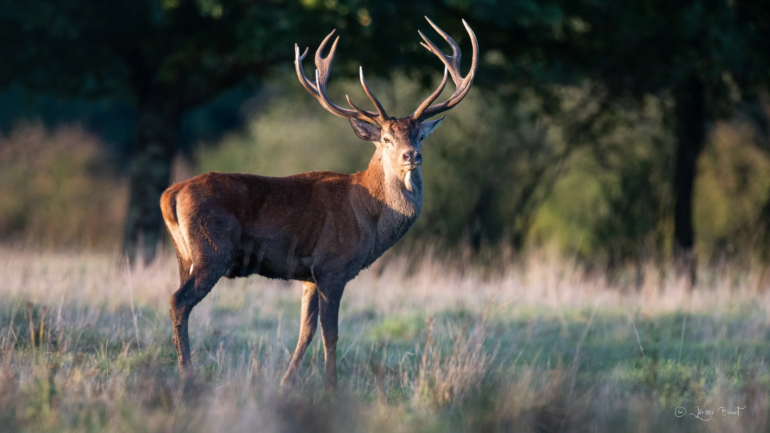 16 cors dans la lumière du soir