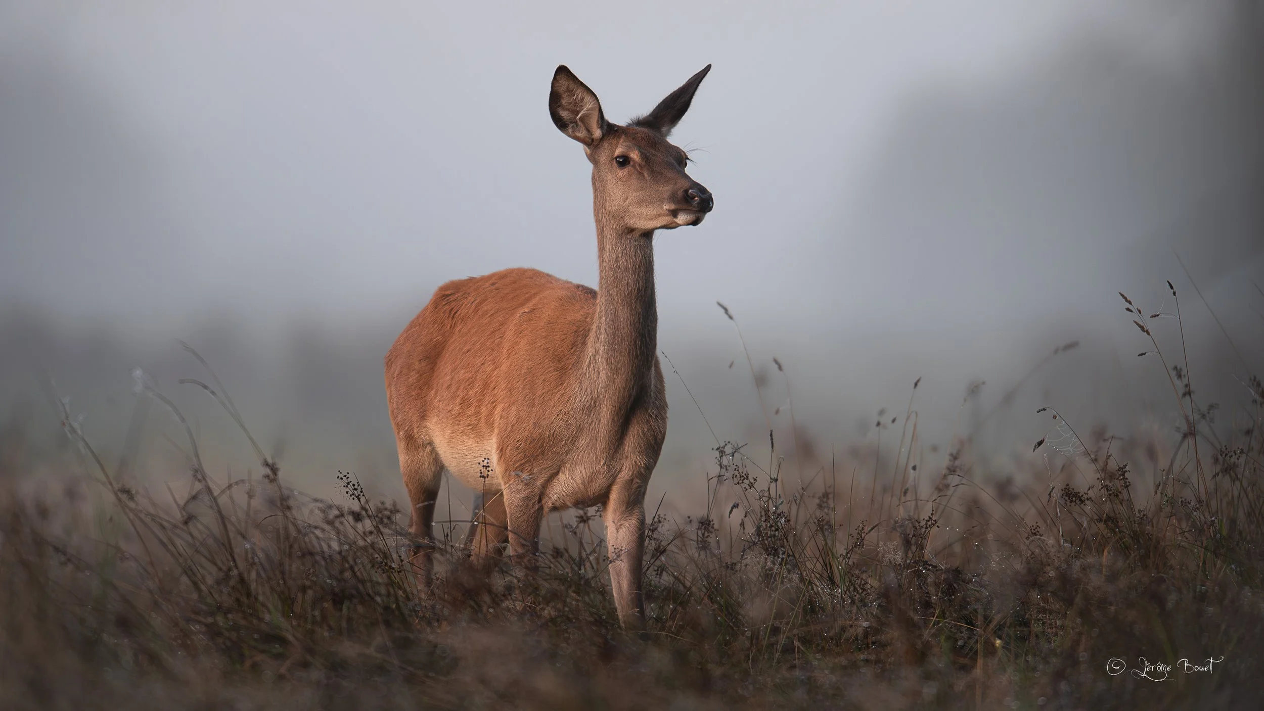 Biche au lever du jour