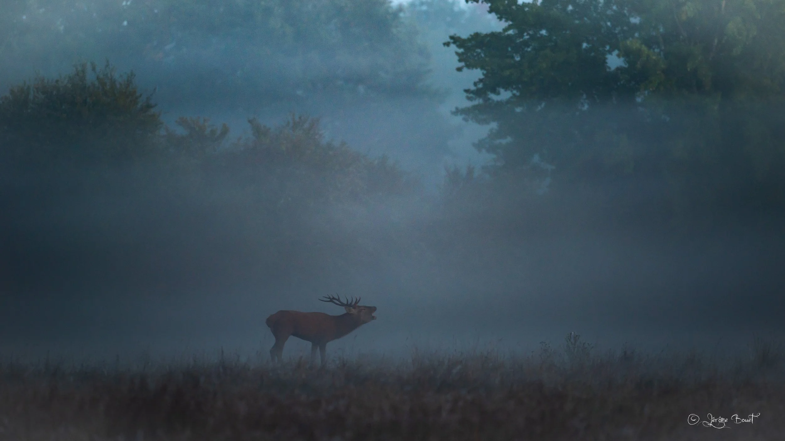 Brume d'automne
