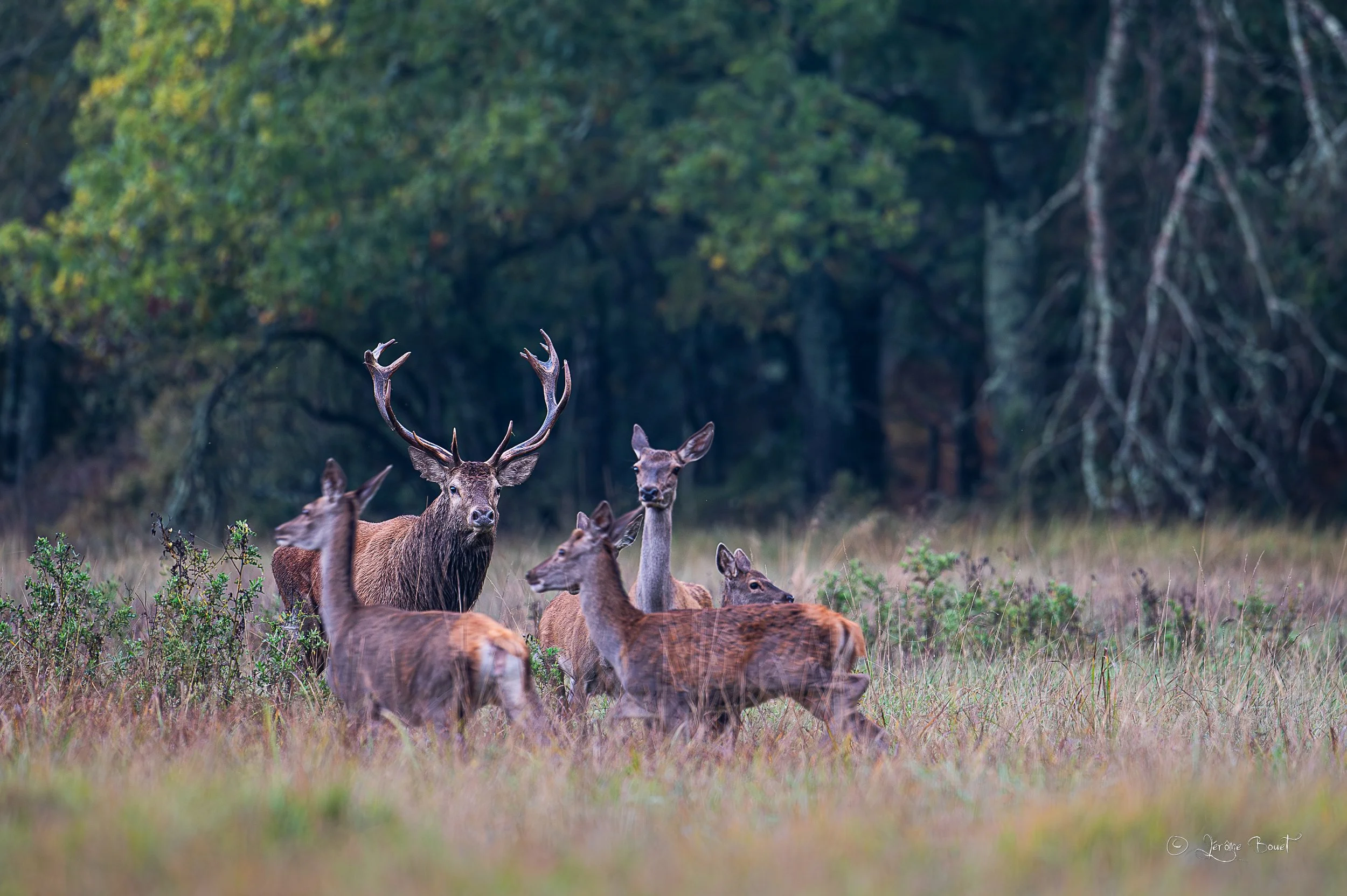 Chasse gardée