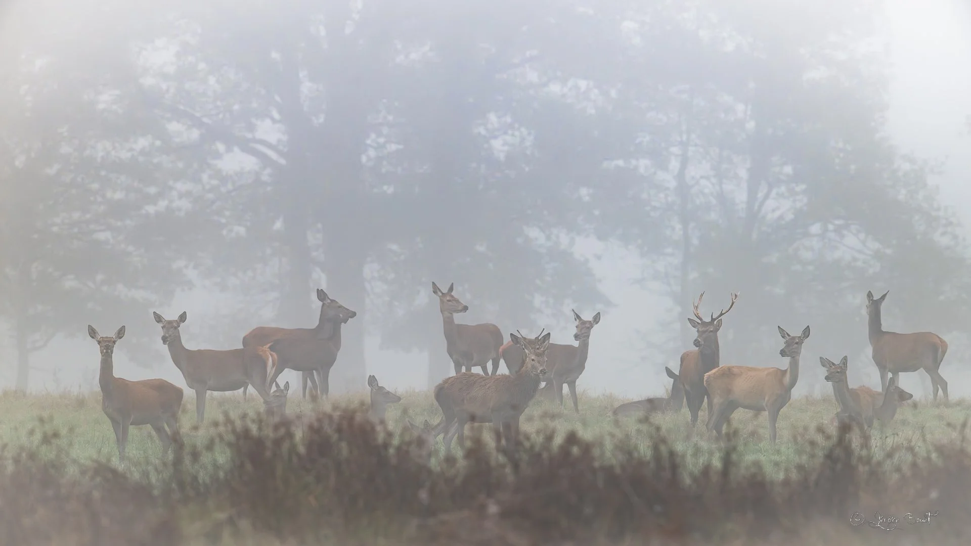 Dans la brume Solognote