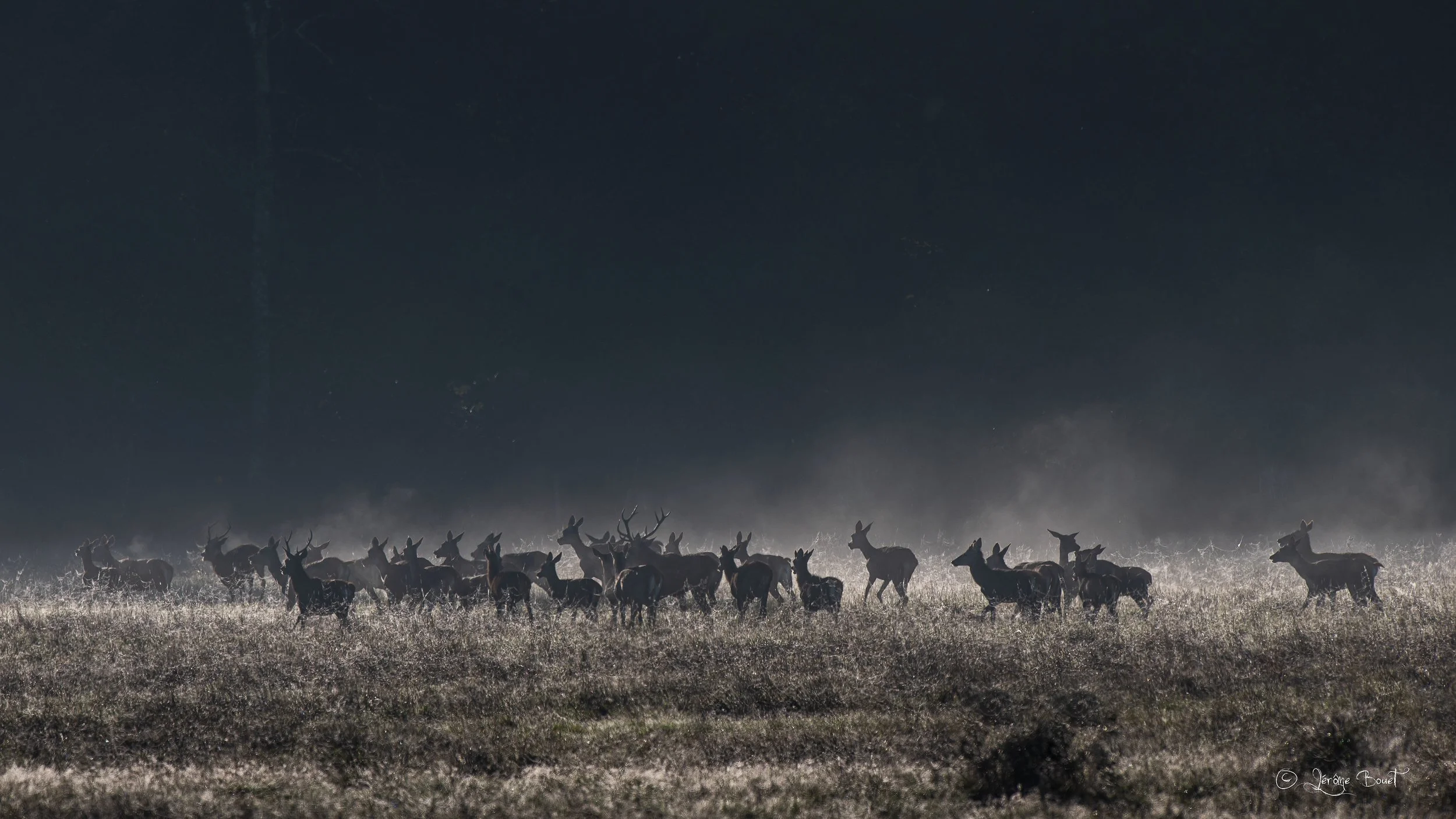 Grande harde dans la brume