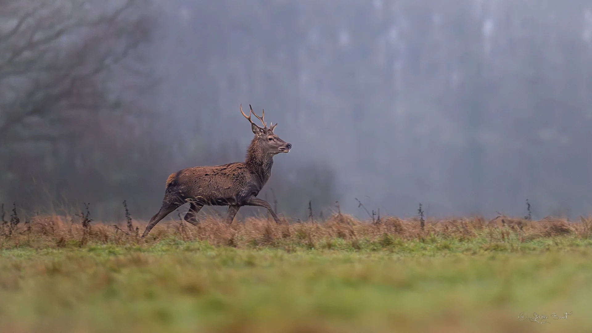 Jeune cerf traversant une prairie