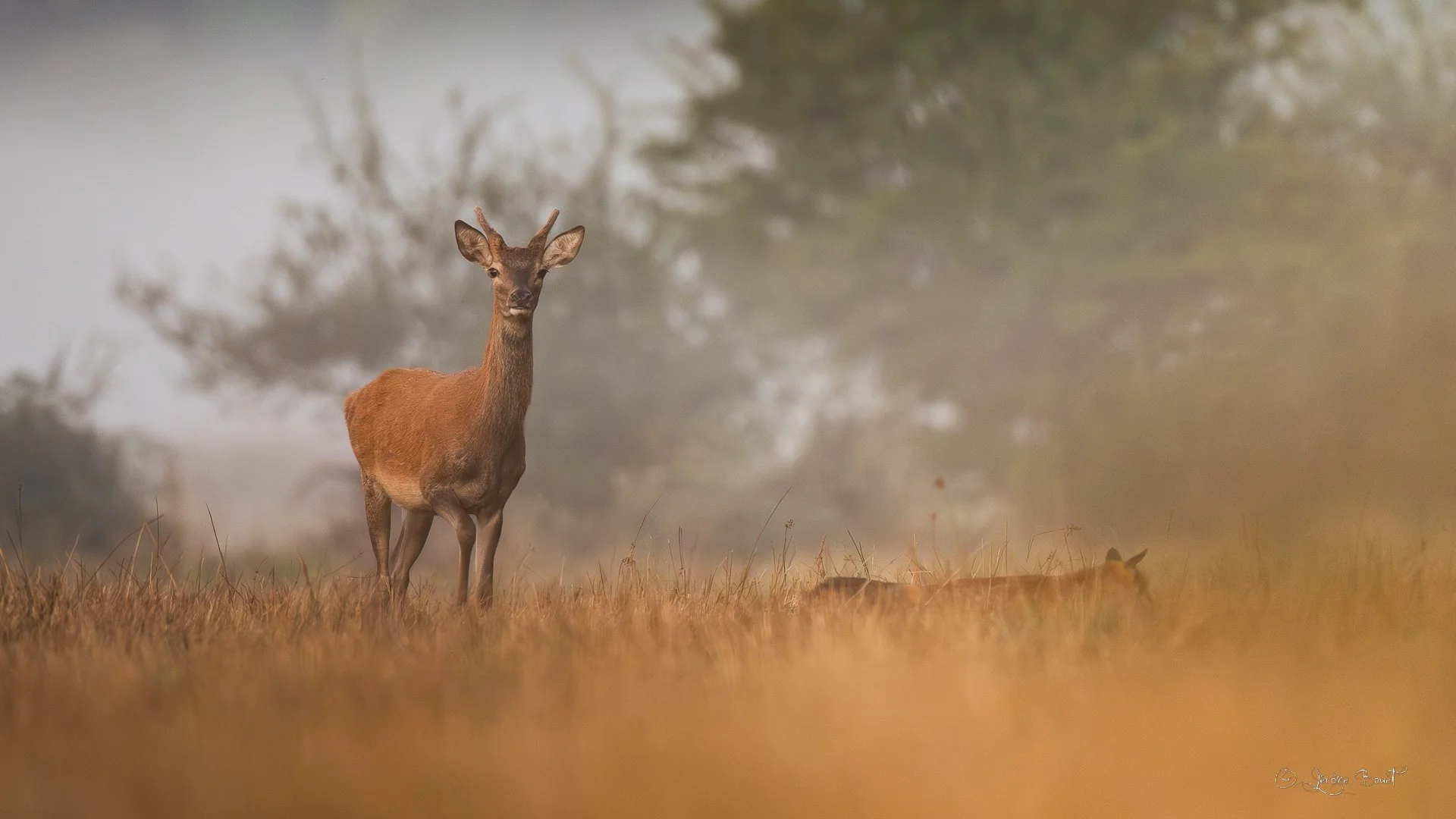 Quand passe maître renard