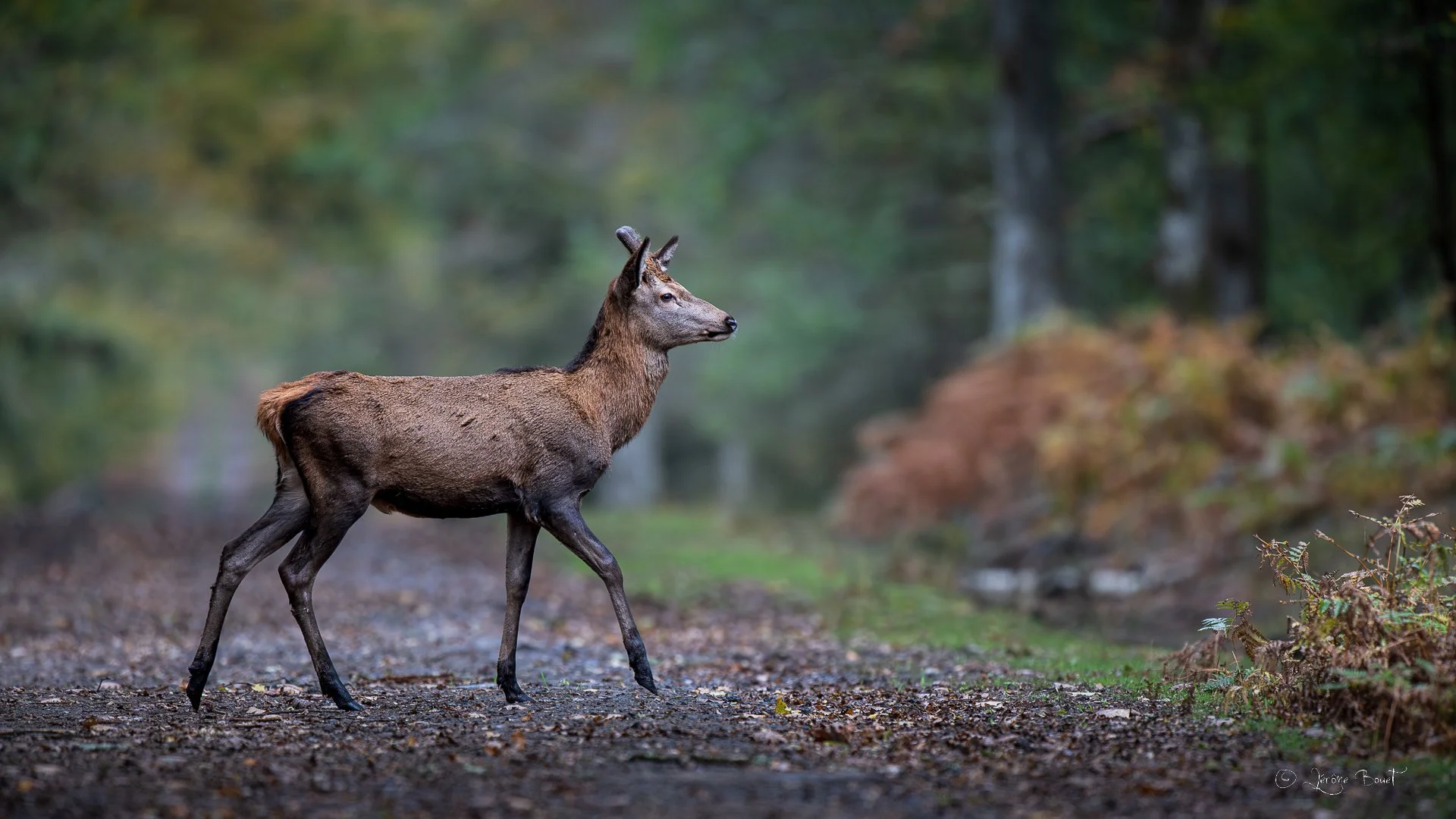 Sur un chemin forestier