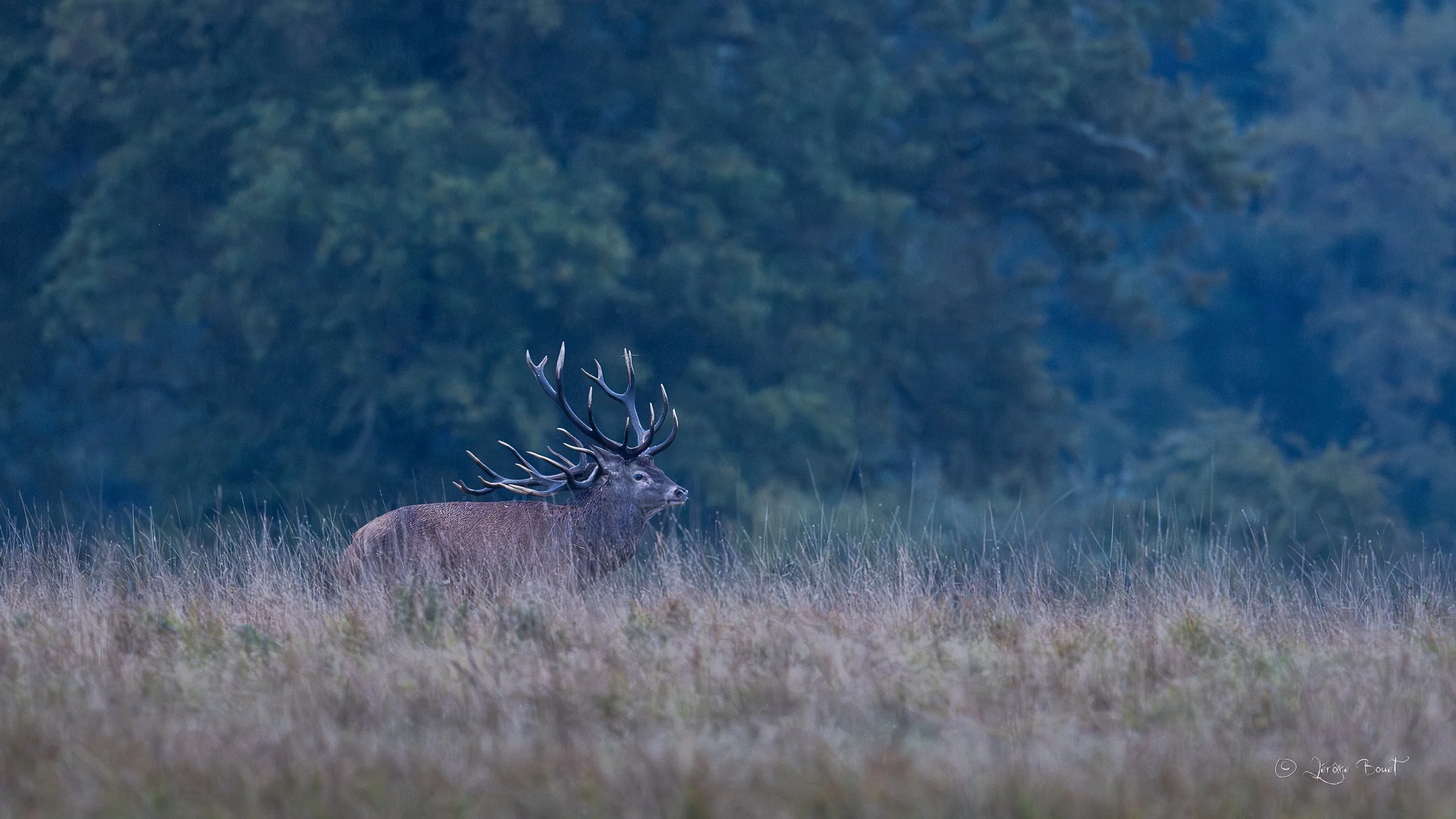 Un cerf peut en cacher un autre
