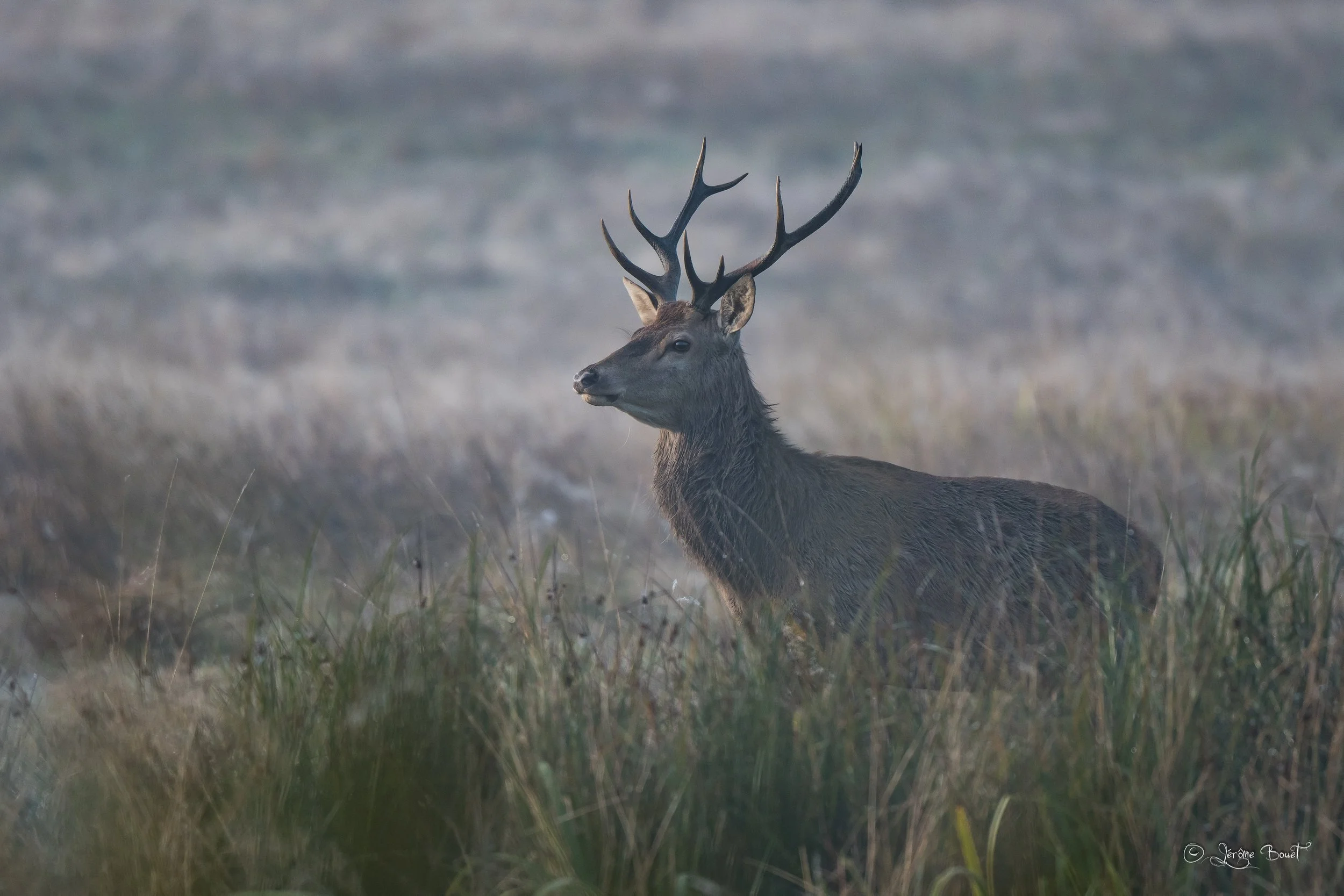 Un cerf jeune et fier