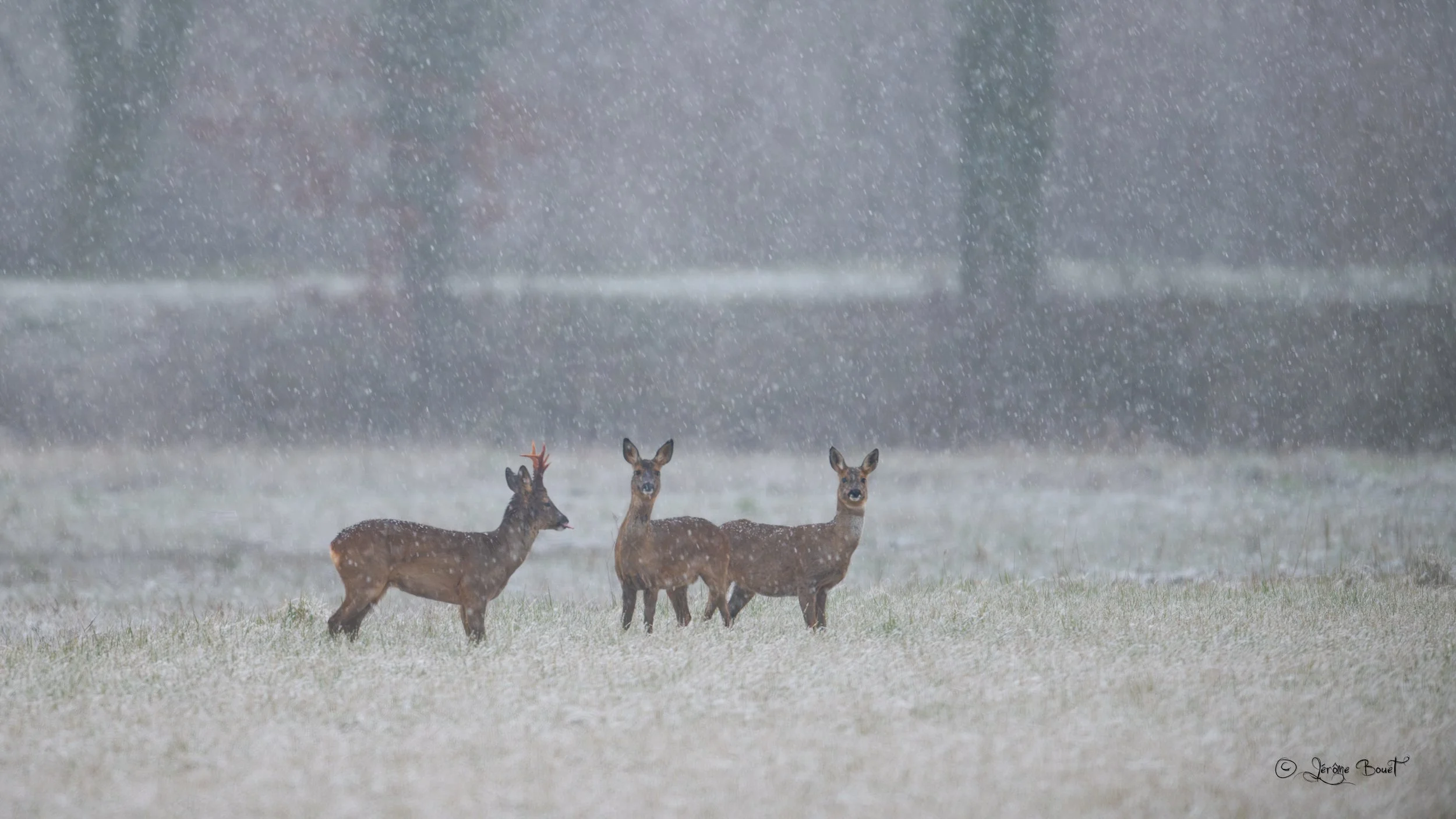 Ambiance hivernale