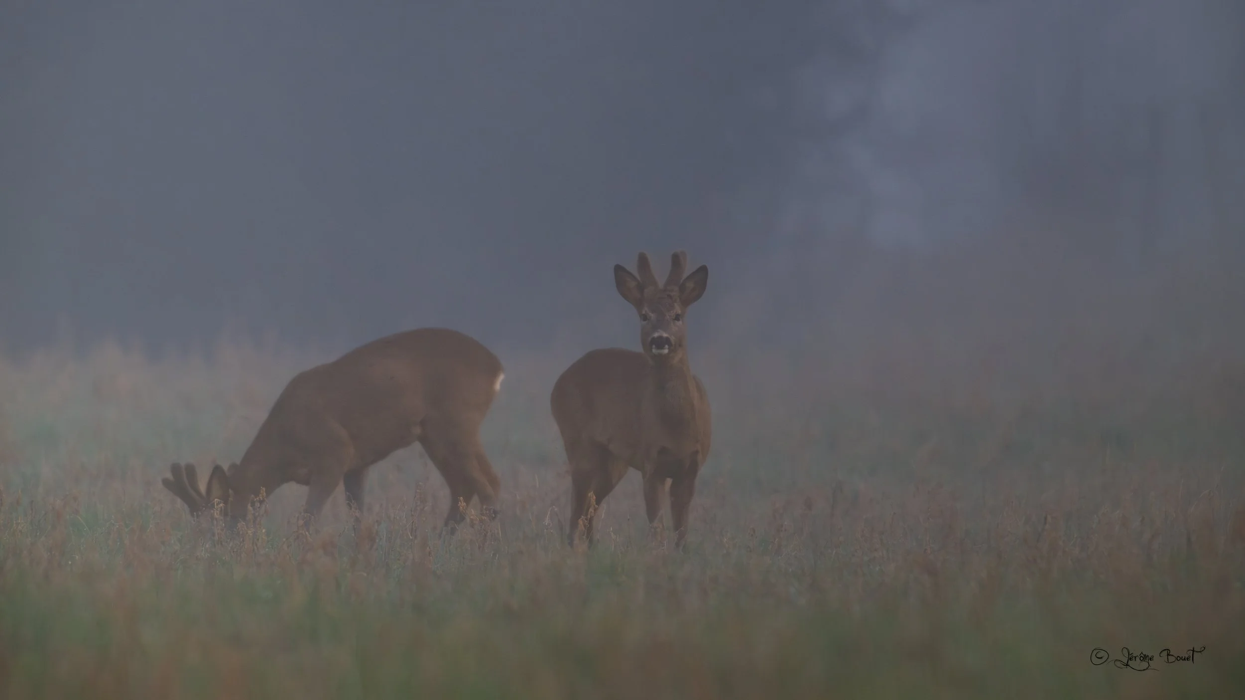 Brocard dans la brume