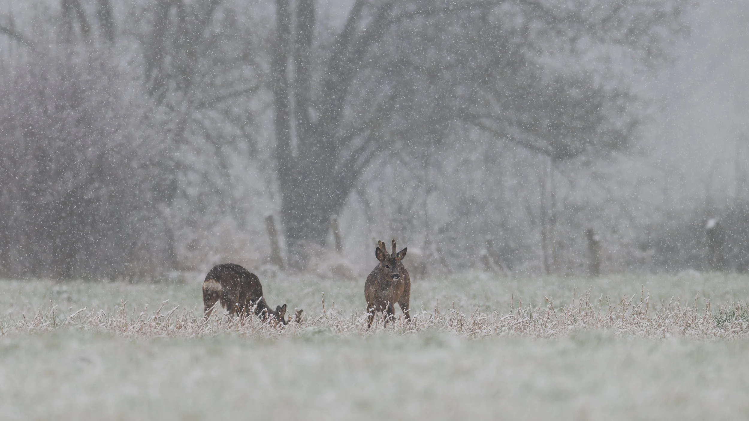 Brocards dans la neige